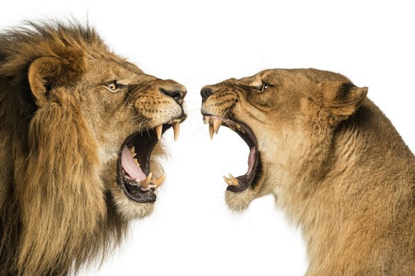 Lion and lioness growl at each other