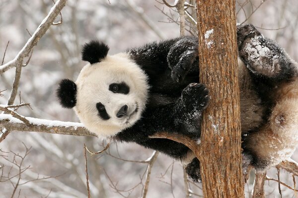 En hiver, Panda repose sur un arbre