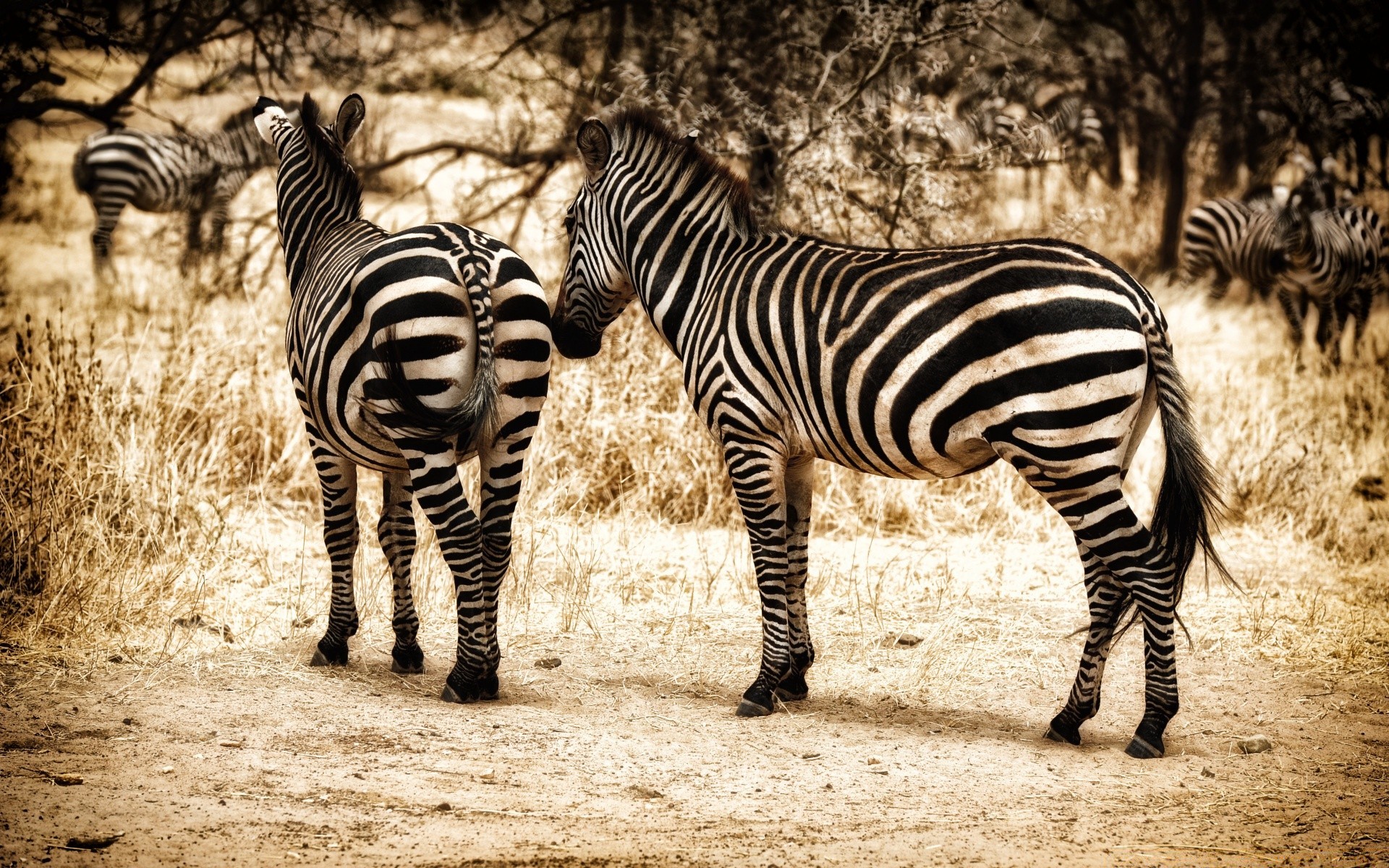 animales cebra safari cría de caballos sabana mamífero vida silvestre herbívoro reserva salvaje serengeti raya naturaleza animal mane zoológico kruger parque mara