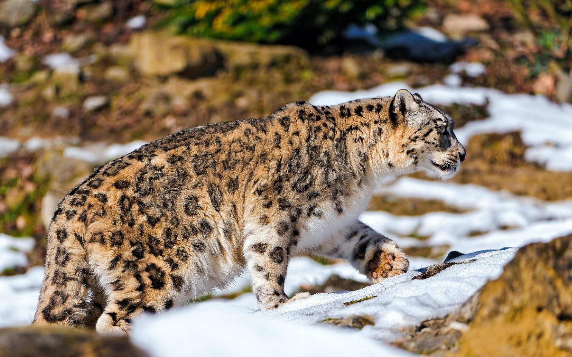 hayvanlar kedi memeli yaban hayatı yırtıcı hayvan doğa hayvan vahşi leopar hayvanat bahçesi et yiyen büyük kürk avcı kaplan portre açık havada