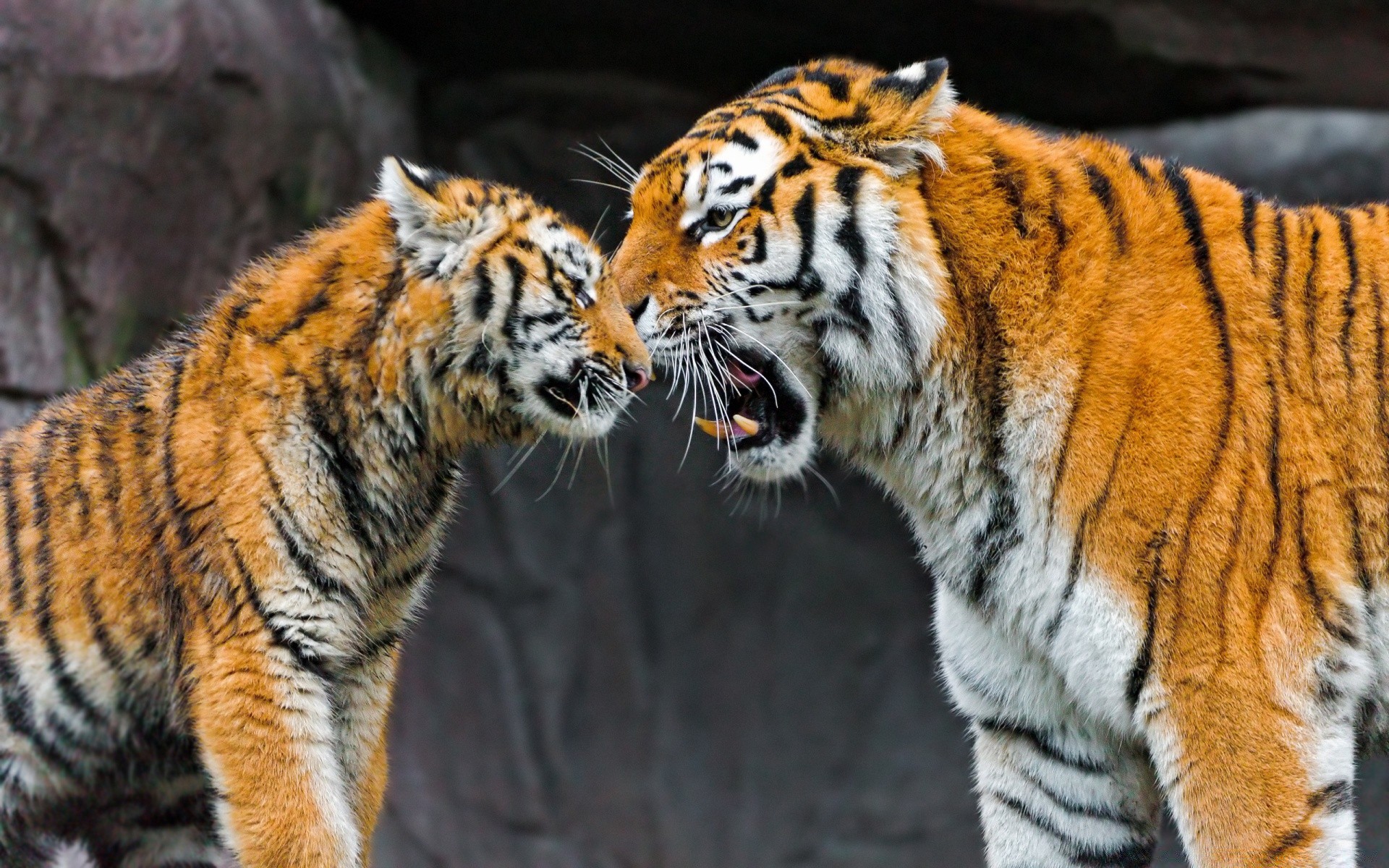 animais gato tigre vida selvagem predador mamífero comedor de carne caçador perigo siberiano animal olhando agressão pele grande zangado jardim zoológico caça tira tigris selvagem