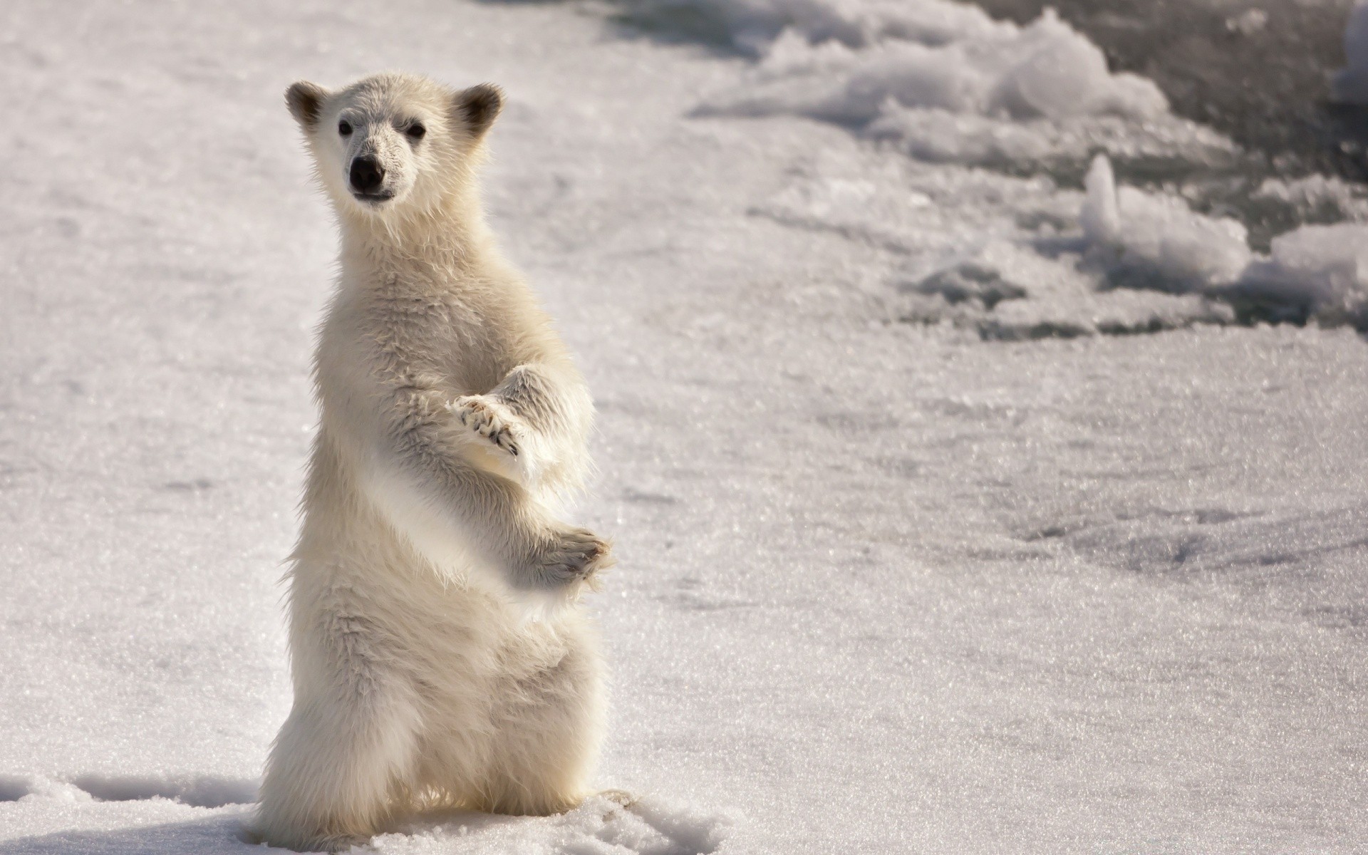 animals frosty snow mammal winter outdoors nature wildlife ice