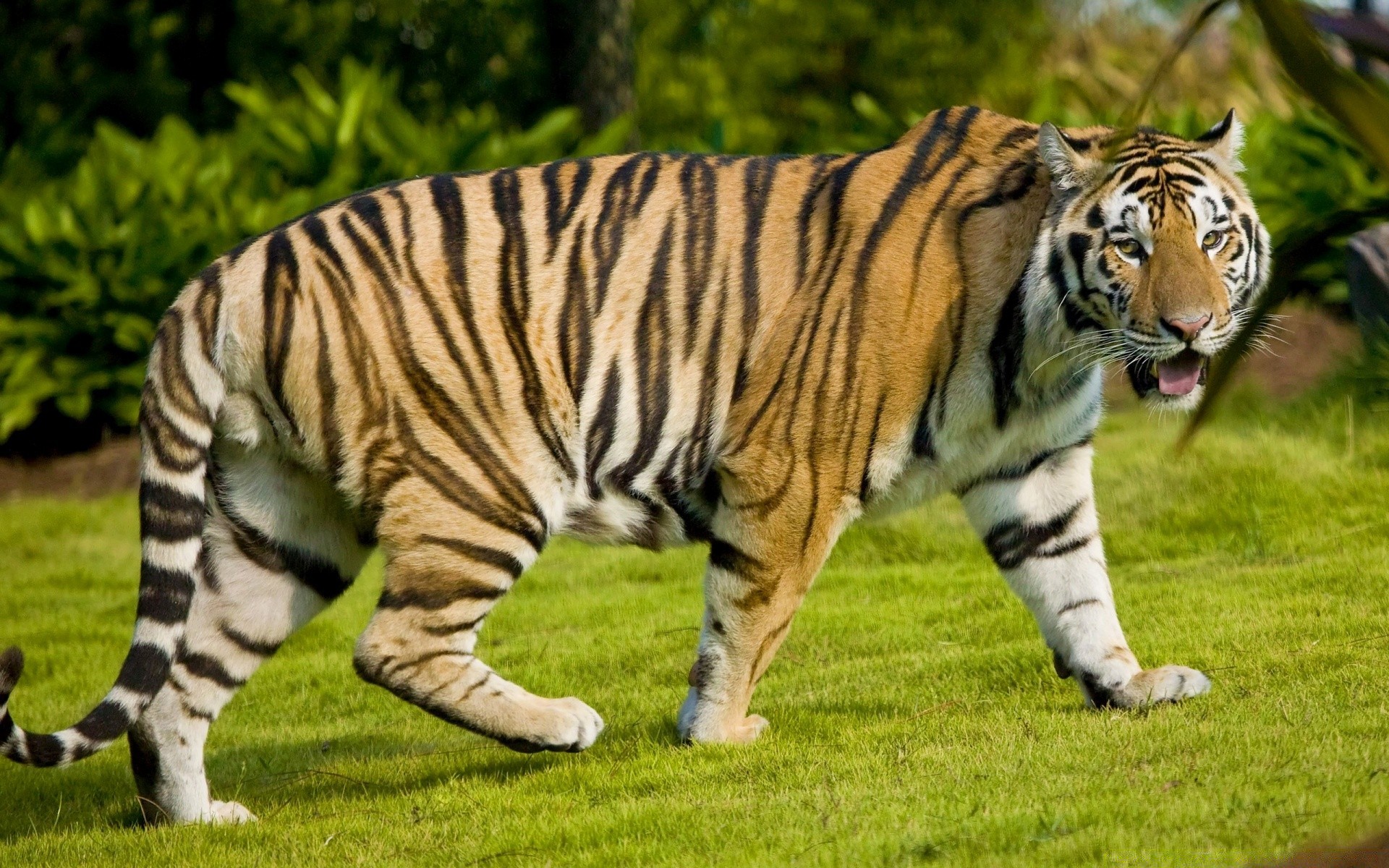 animais tigre vida selvagem mamífero animal gato jardim zoológico selva safari pele listra selvagem predador zangado