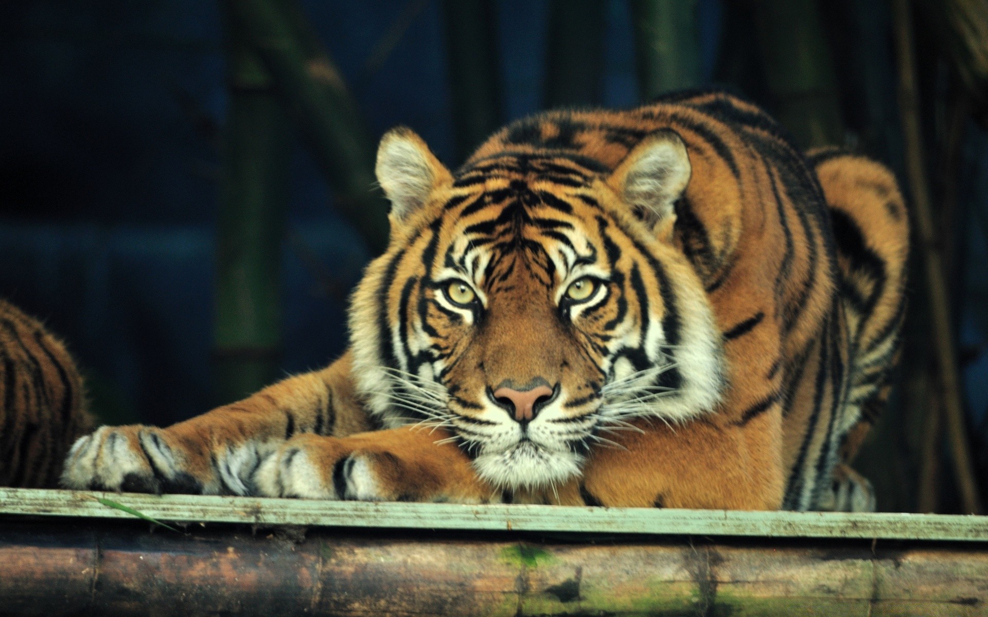 animaux chat tigre mammifère zoo faune prédateur chasseur mangeur de viande danger portrait jungle animal tête grand en colère chasse sauvage bande agression à la recherche