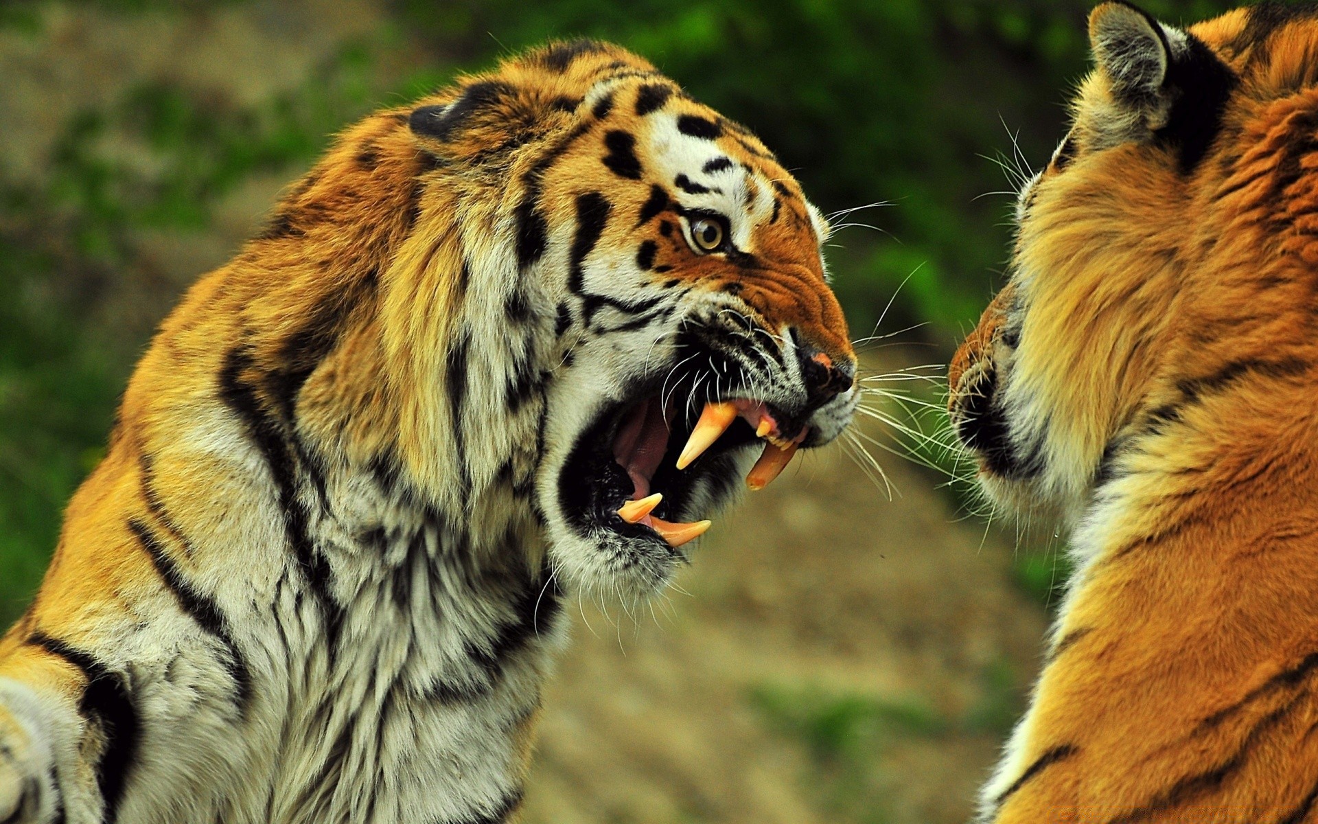 zwierzęta kot tygrys dzika przyroda ssak zwierzę drapieżnik myśliwy zoo futro dziki mięsożerca portret polowanie safari duży dżungla natura niebezpieczeństwo pasek syberyjski