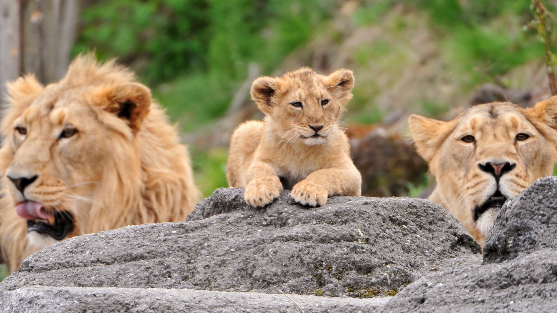 animaux chat faune lion mammifère prédateur animal nature sauvage mangeur de viande safari fourrure chasseur herbe petit loup zoo lionne grand danger