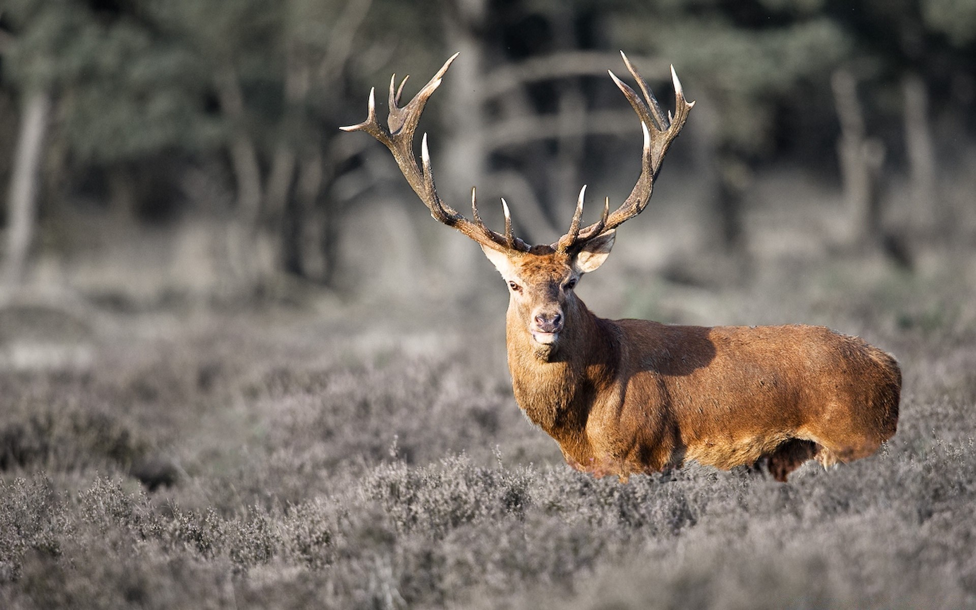 animals deer mammal wildlife antler nature buck wild animal stag grass wood