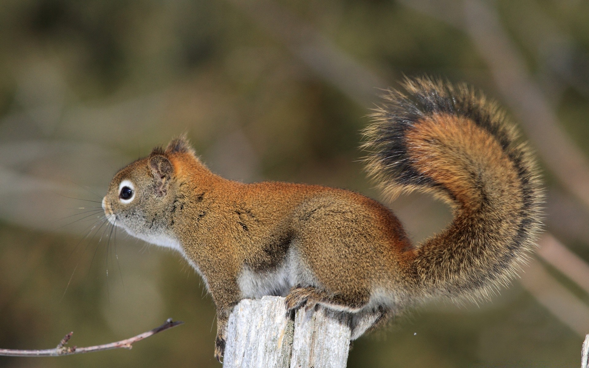 animais vida selvagem esquilo natureza mamífero ao ar livre animal roedor selvagem