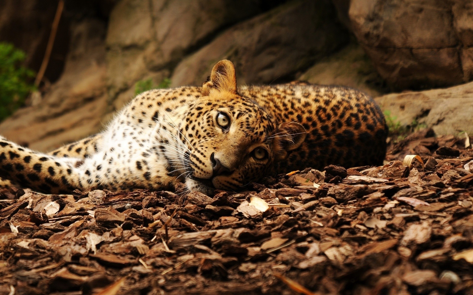 animais vida selvagem mamífero gato leopardo natureza selvagem jardim zoológico predador safari