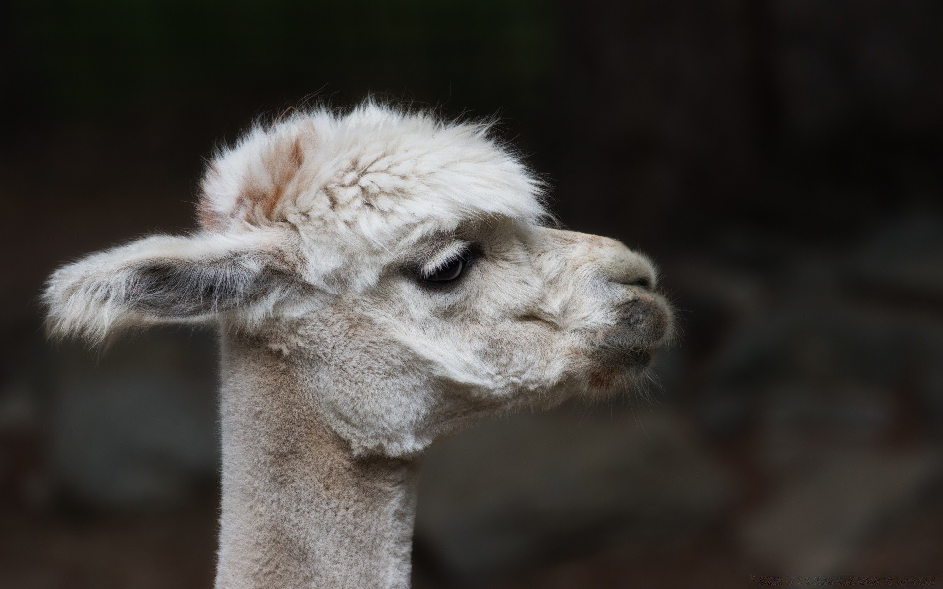 animaux mammifère fourrure la faune animal mignon nature portrait laine zoo lama cheveux tête un lama sauvage à l extérieur alpaga aperçu moelleux