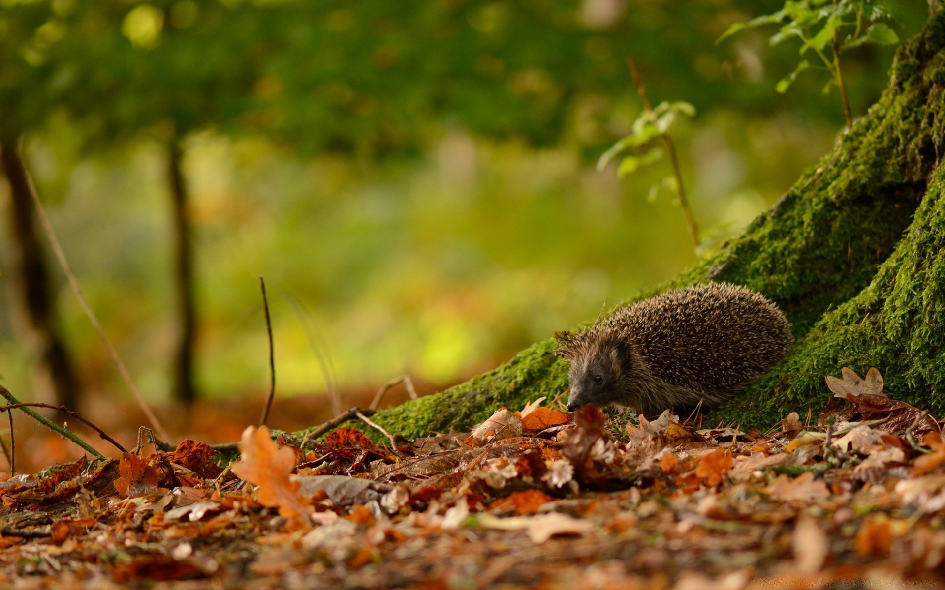 animals leaf nature fall wood tree outdoors moss flora environment close-up season little wild park ground