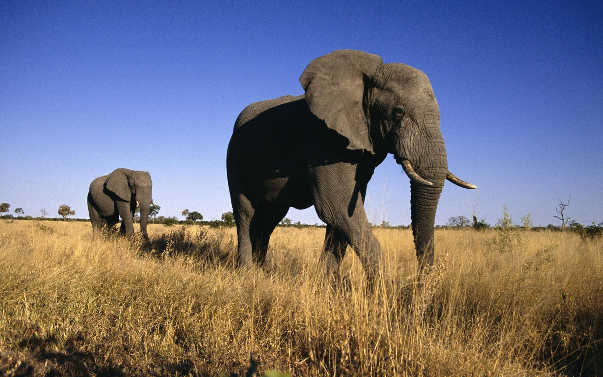 animales mamífero elefante vida silvestre pastizales hierba al aire libre safari paisaje elefante africano luz del día