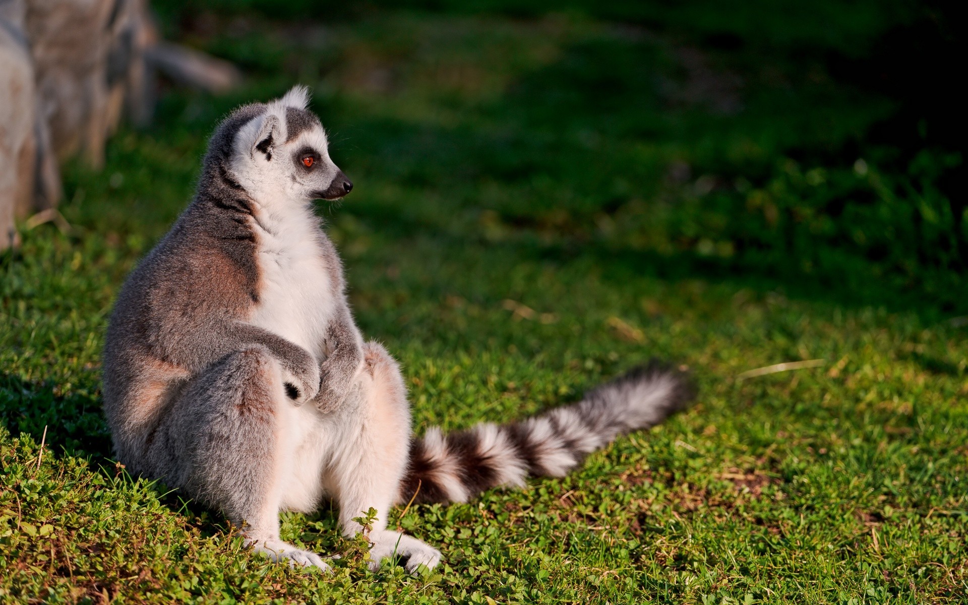 animals mammal grass cute animal nature wildlife outdoors portrait grey young looking fur sit