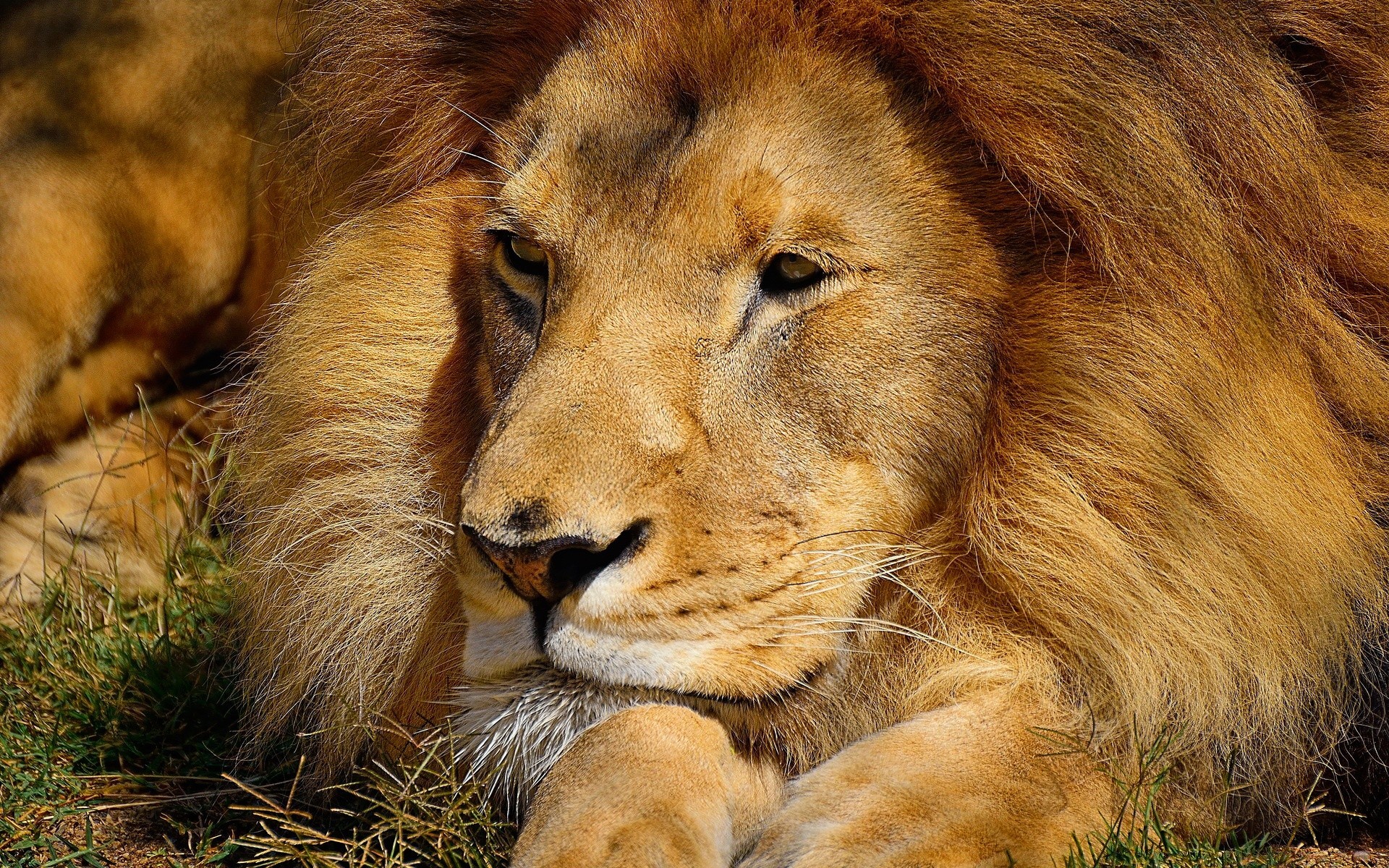 tiere säugetier tierwelt katze tier fell löwe wild safari raubtier natur porträt groß zoo fleischesser jäger gras