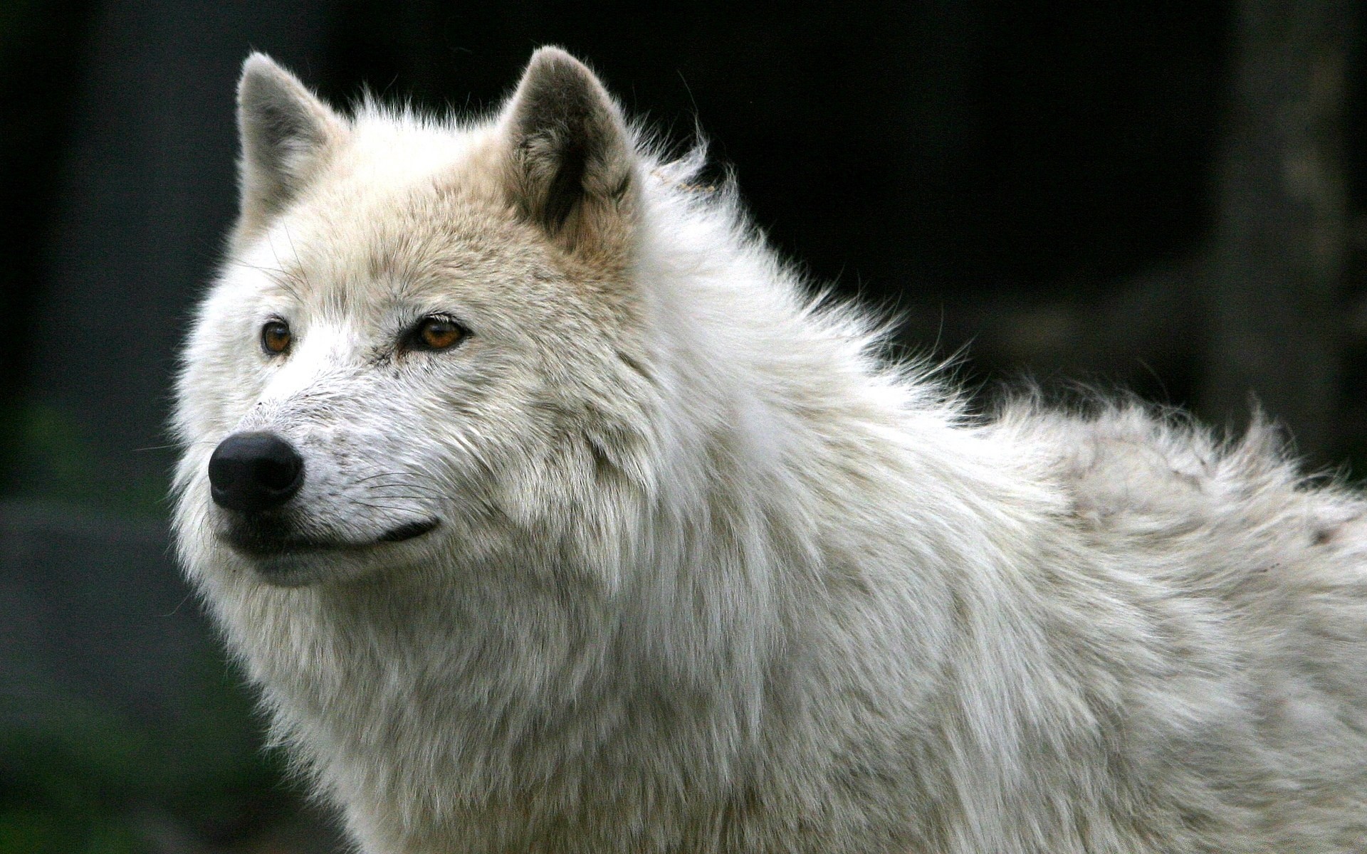 animals mammal wildlife wolf predator nature wild canine frosty animal fur zoo dog carnivore outdoors grey portrait