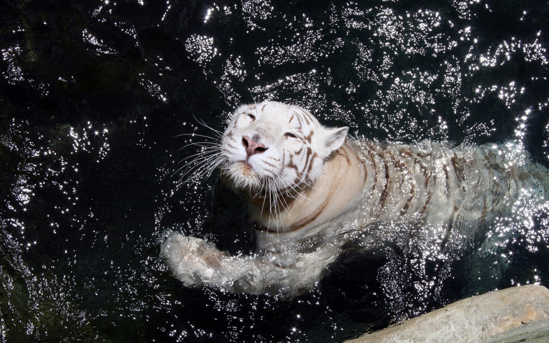 tiere natur säugetier tierwelt wasser nass wild tier