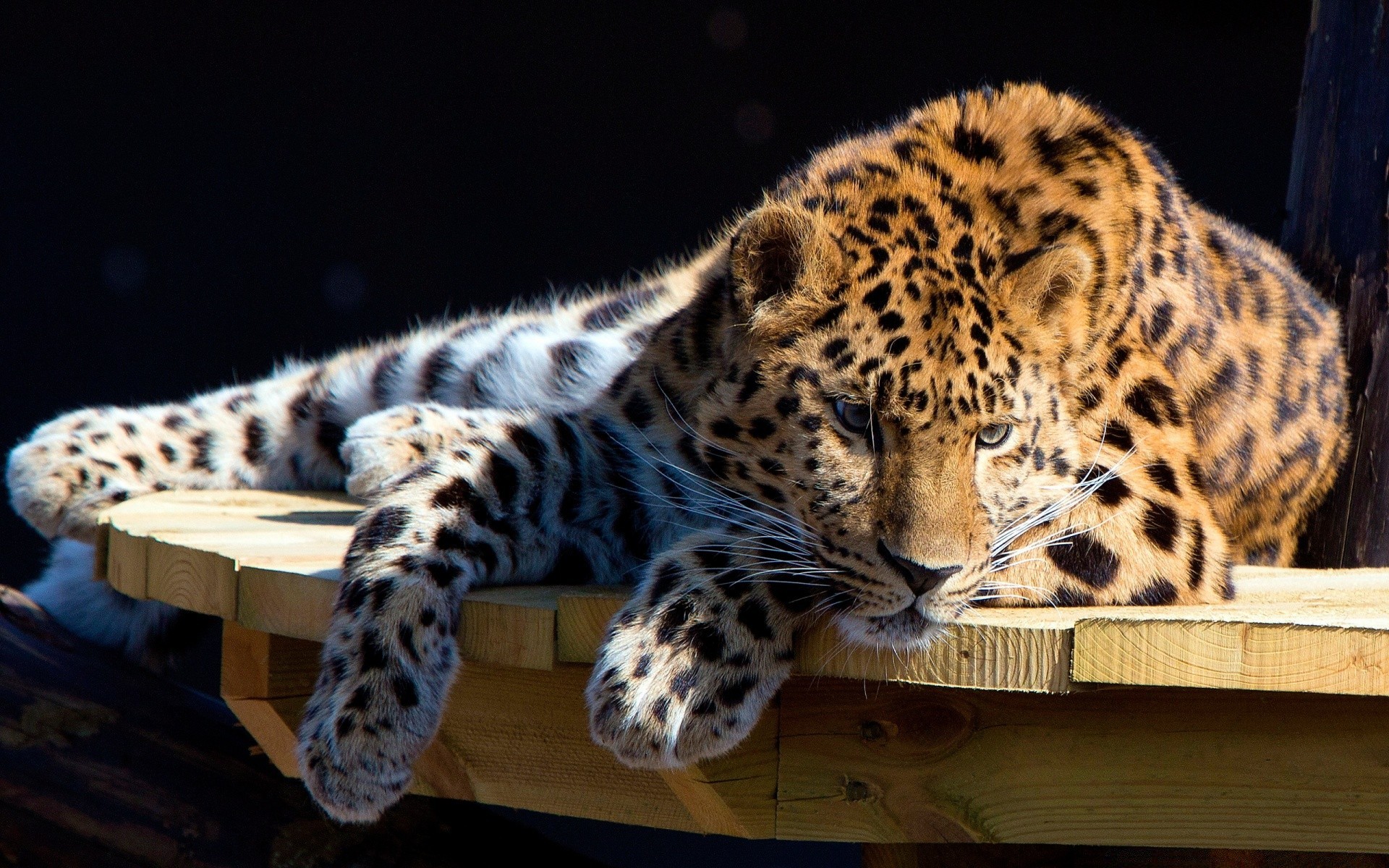 animais gato mamífero vida selvagem leopardo predador