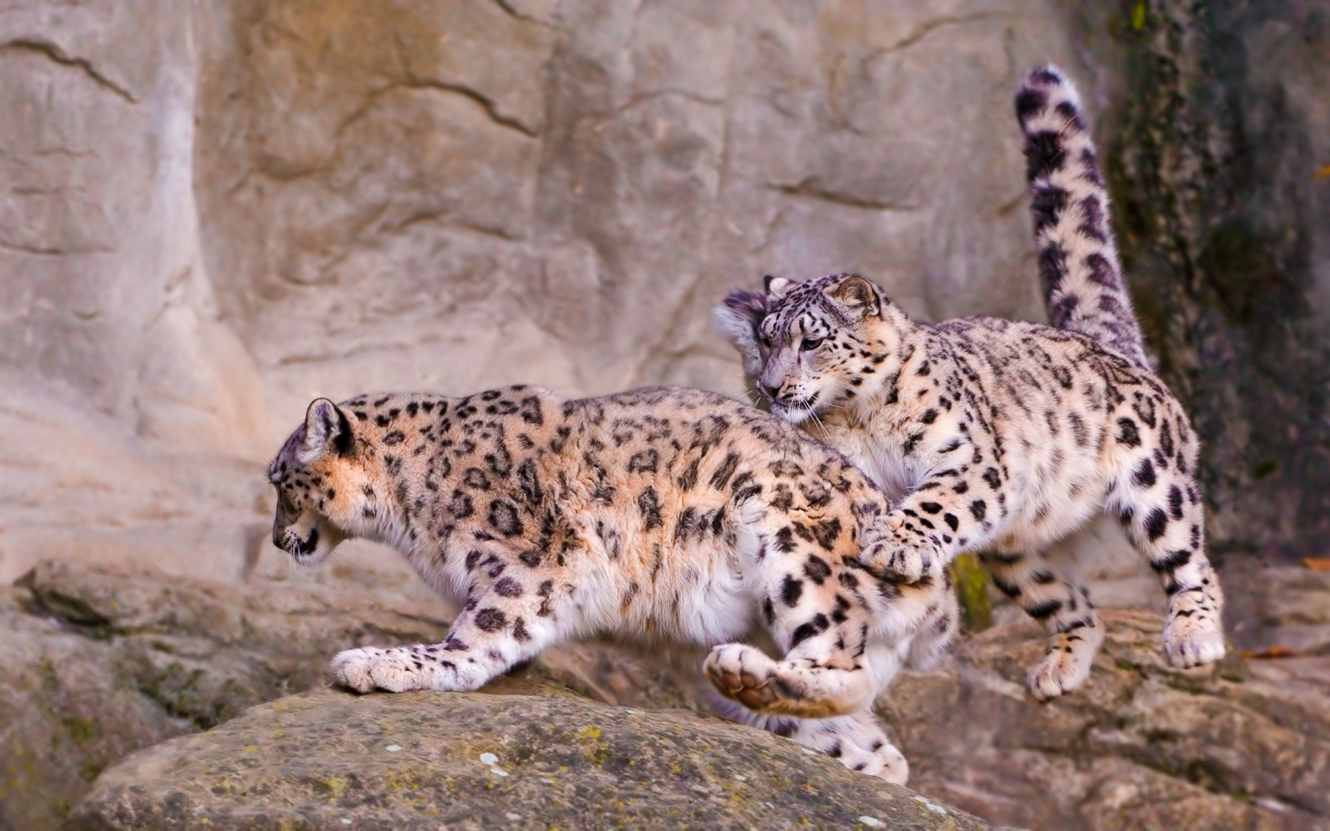 animais vida selvagem gato mamífero natureza selvagem leopardo animal predador jardim zoológico comedor de carne pele ao ar livre grande caçador safari