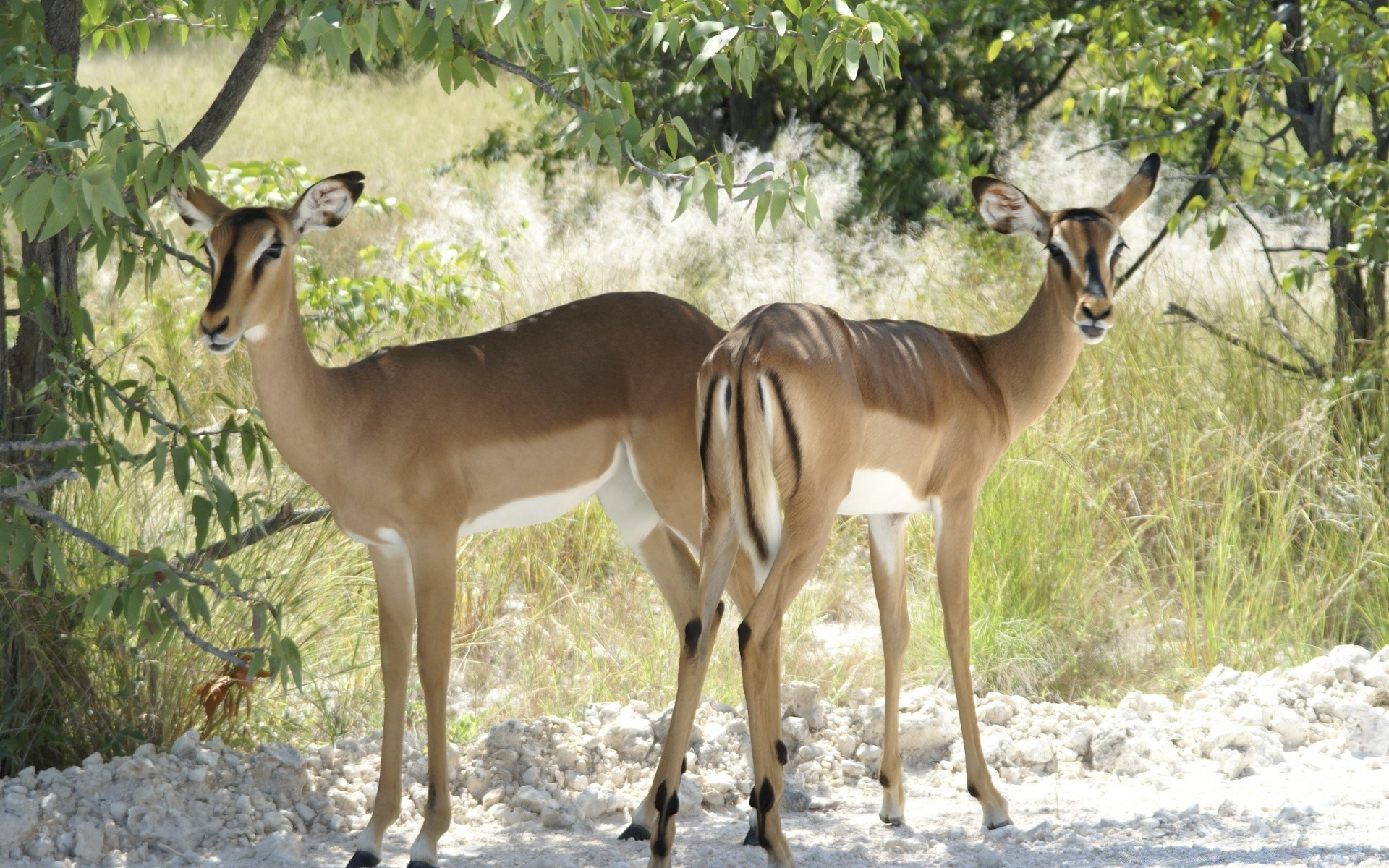 animali antilope mammifero fauna selvatica cervo impala safari gazzella selvaggio natura erbivoro savana animale serbatoio riserva conservazione erba avvertimento gioco