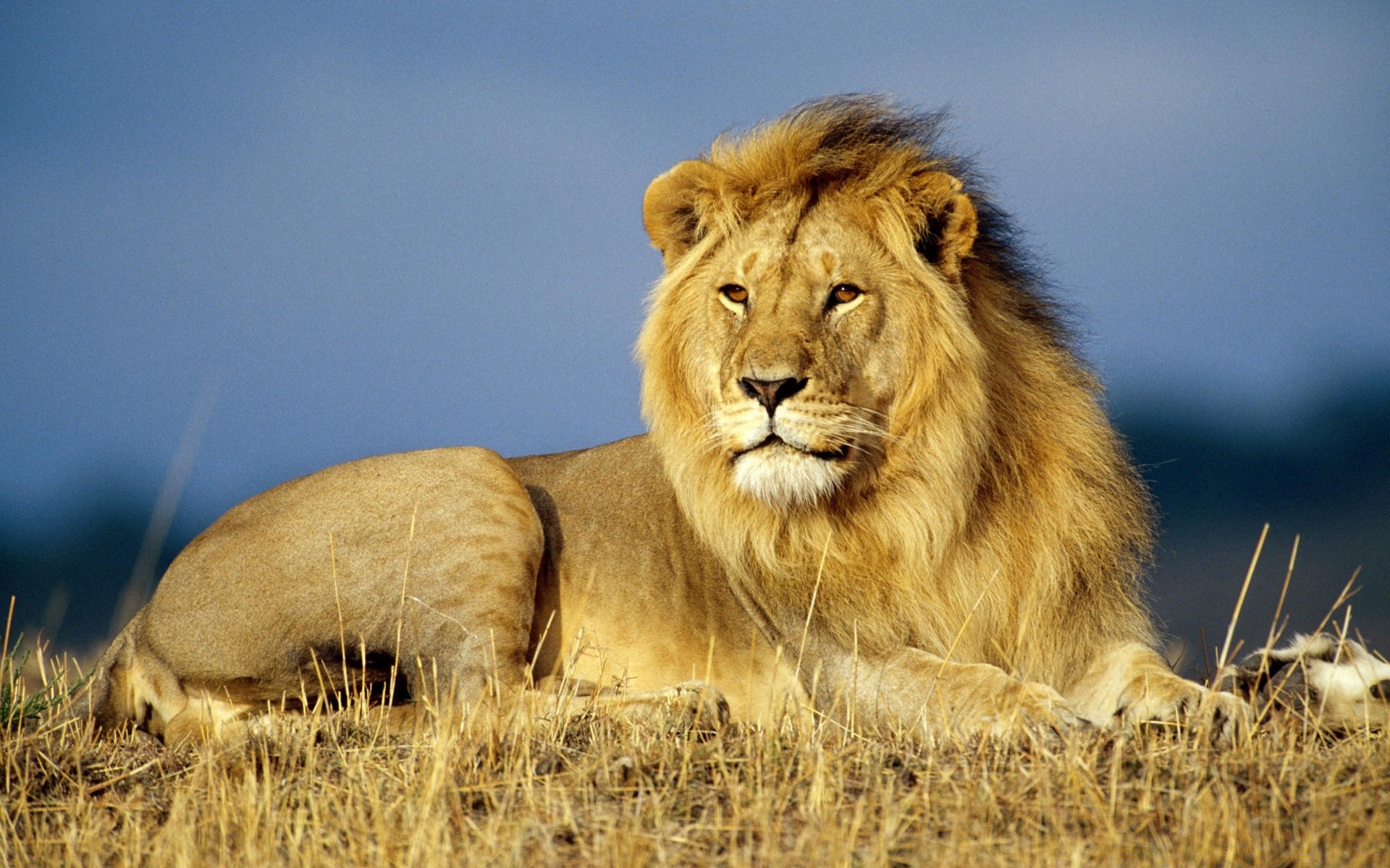 animals cat lion mammal wildlife predator safari animal lioness wild portrait nature carnivore big cat