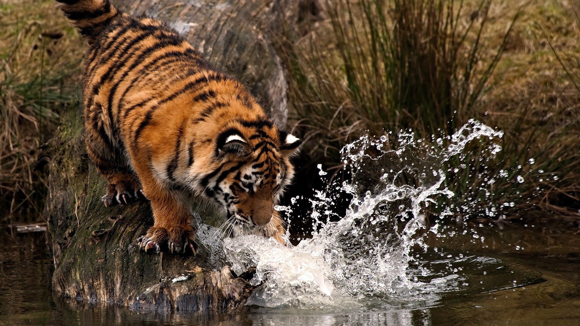 animais vida selvagem mamífero gato selvagem predador natureza tigre animal perigo comedor de carne grande caçador ao ar livre jardim zoológico