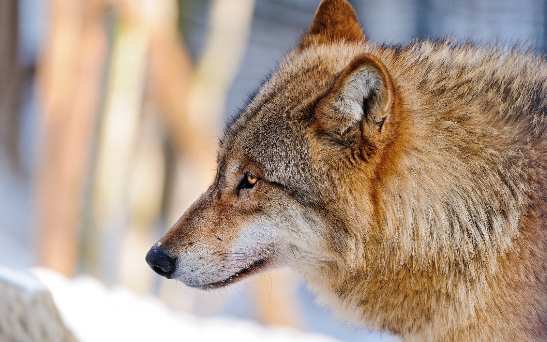 animais mamífero vida selvagem predador animal selvagem cinegrafista pele lobo natureza jardim zoológico retrato cão inverno ver comedor de carne fofo madeira olho caçador