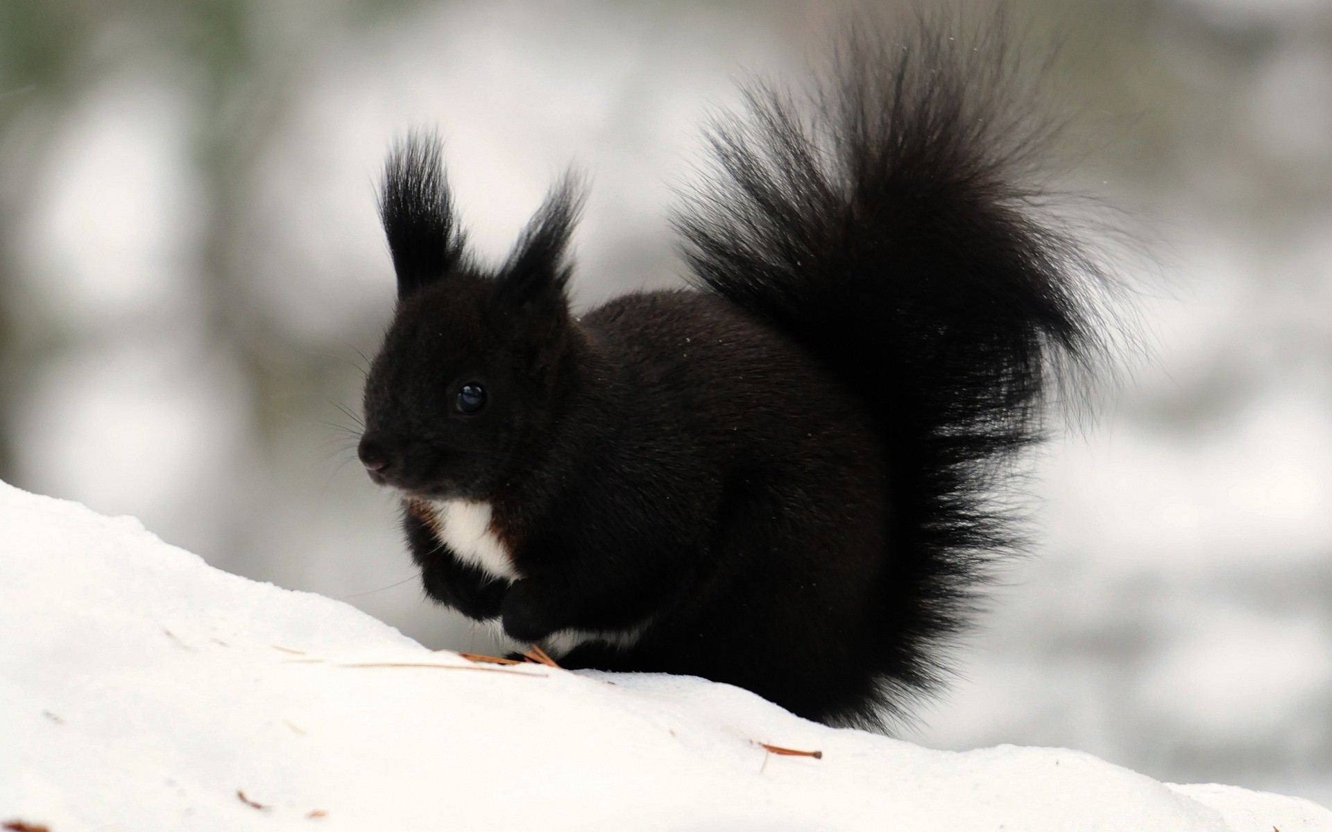 animaux mammifère nature hiver faune neige unique fourrure mignon à l extérieur portrait vers le bas arbre animal rongeur peu cheveux chat bois écureuil