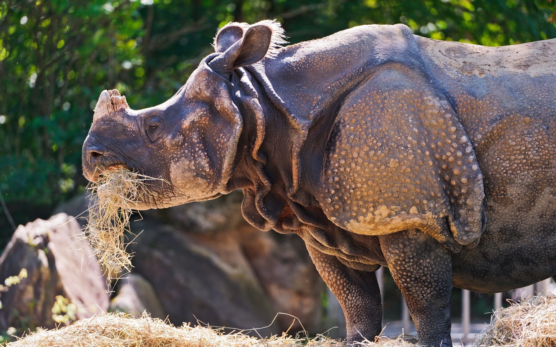 tiere tierwelt natur tier säugetier wild im freien park