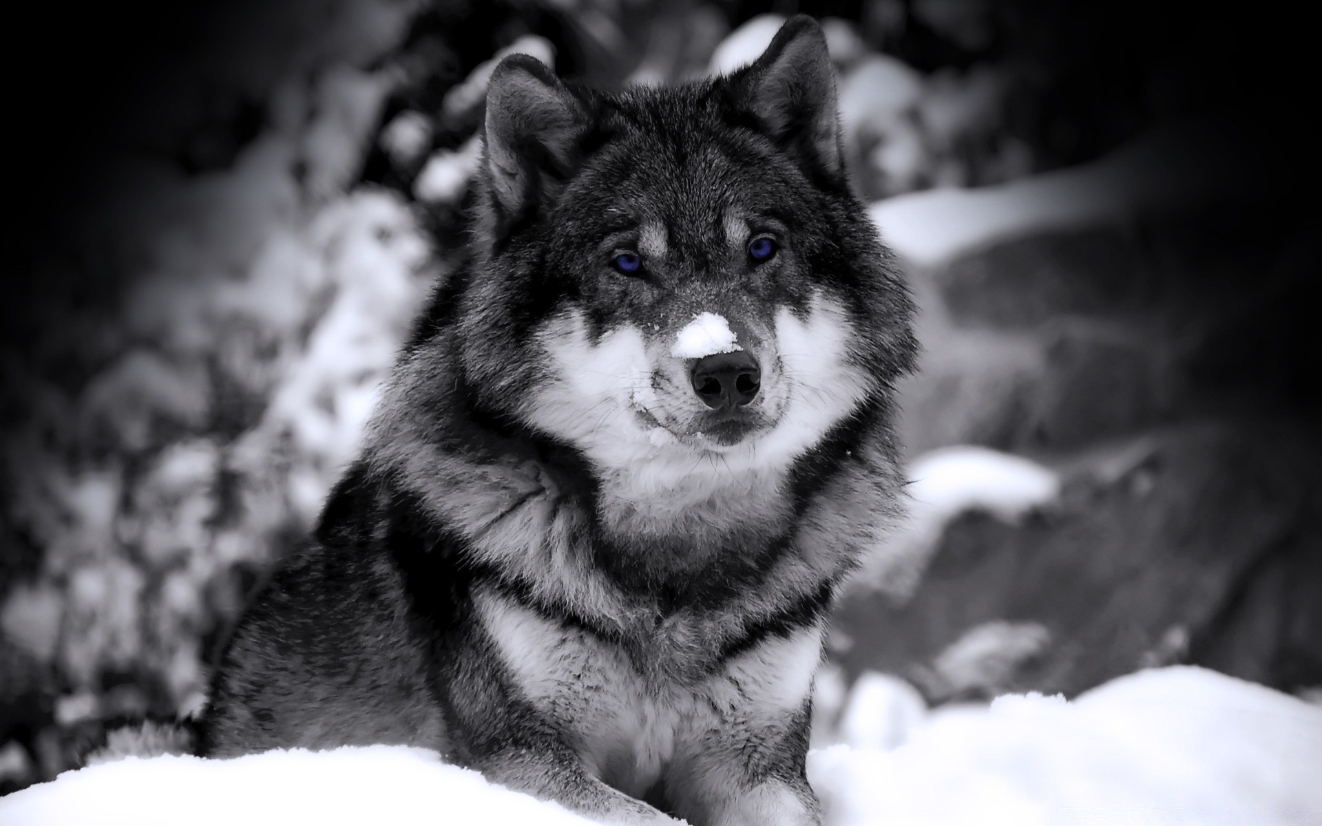 animais mamífero retrato cinegrafista inverno cão lobo neve sozinho olho