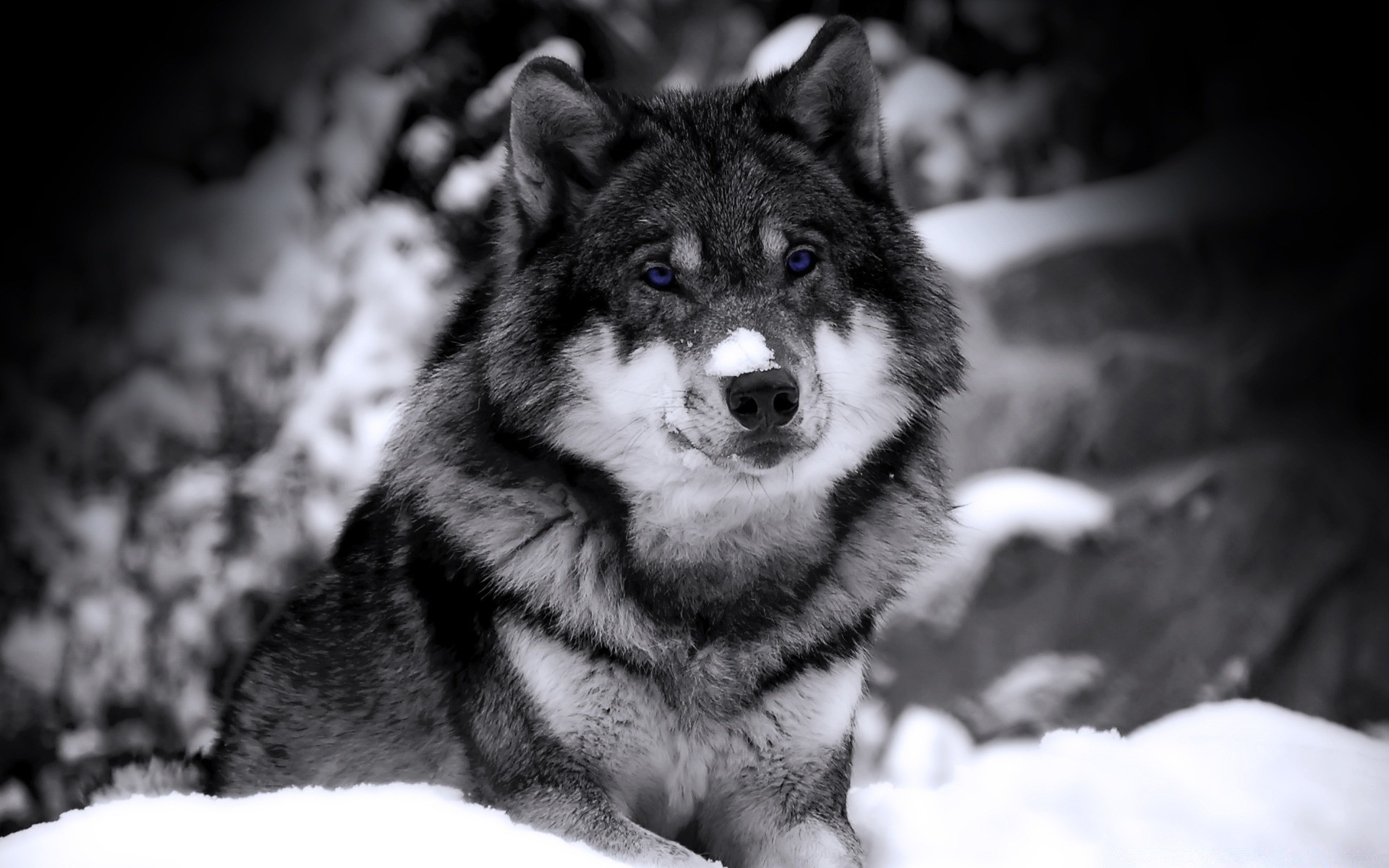 животные млекопитающее портрет кинолог зима собака волк снег один глаз