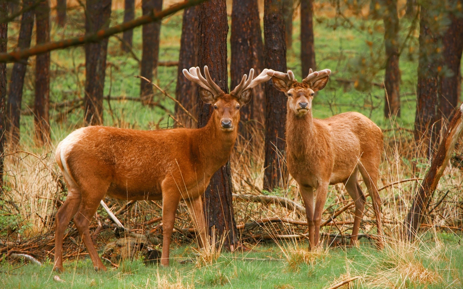 animaux cerf mammifère bois nature faune panthère herbe sauvage animal en plein air réservoir