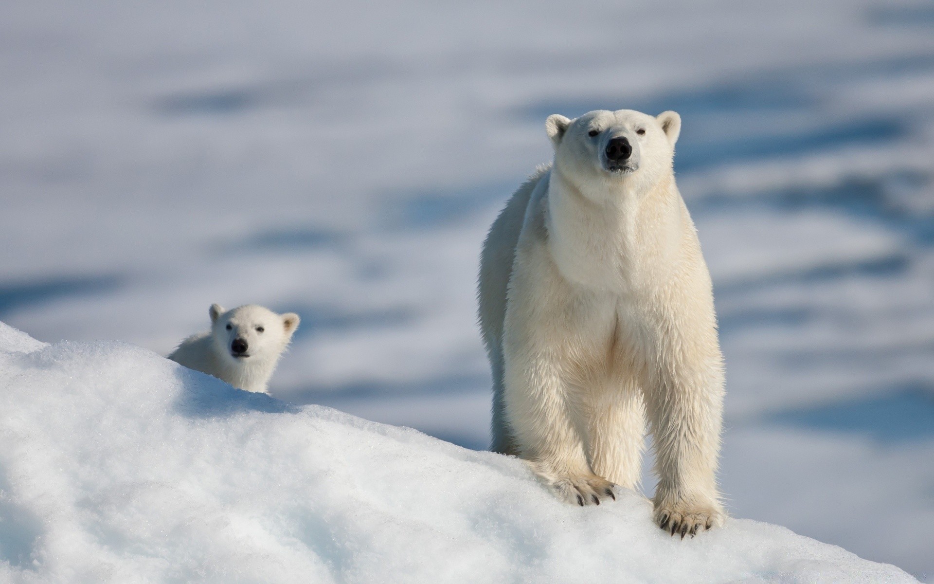 animales escarchado nieve invierno polar hielo mamífero vida silvestre frío tundra al aire libre dos lindo