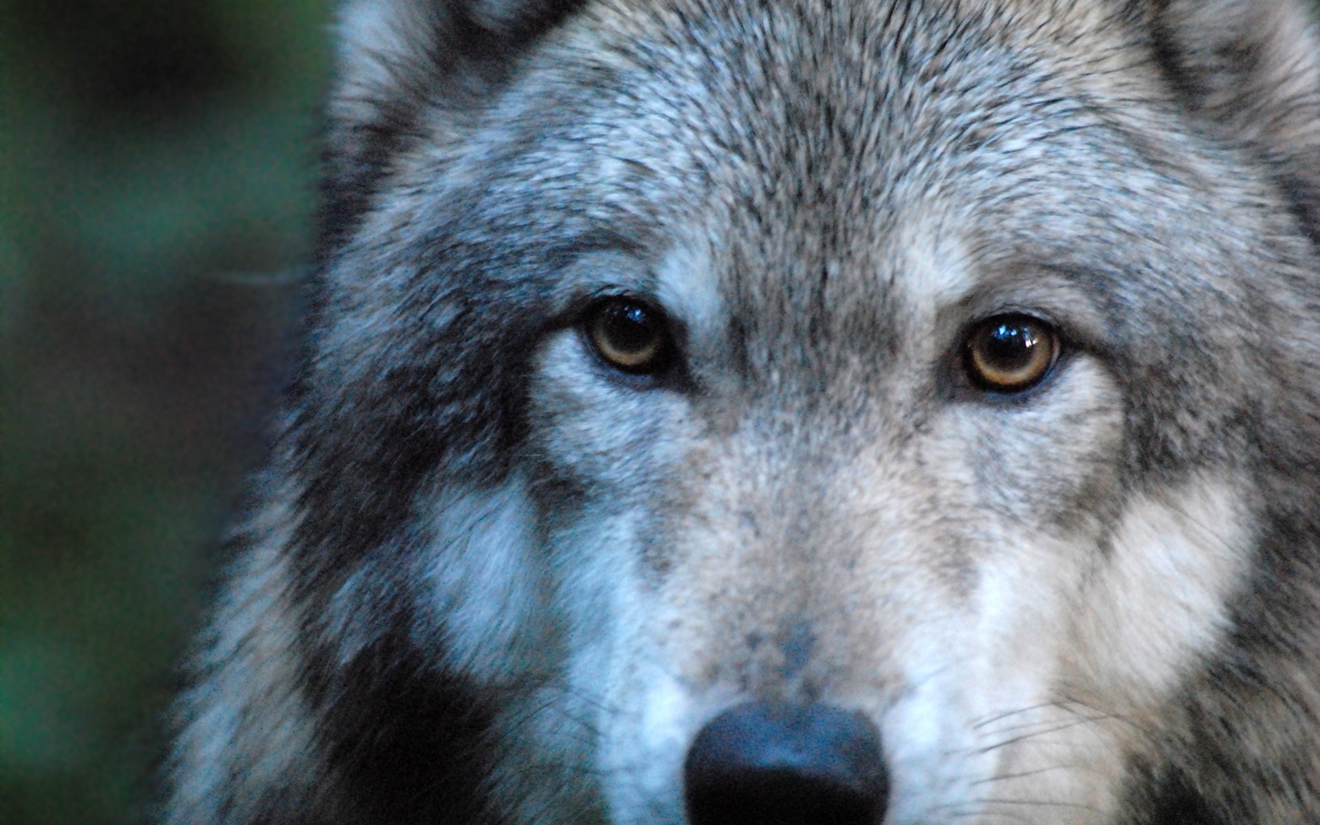 animali mammifero lupo fauna selvatica predatore selvaggio zoo animale ritratto canino pelliccia natura mangiatore di carne viso cane testa legno cacciatore grigio canis