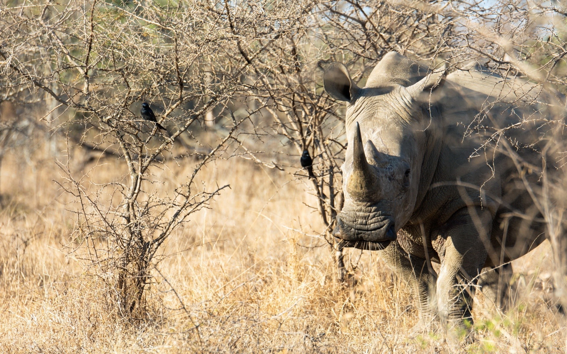 animals wildlife nature park safari mammal animal bush national savanna wild tree outdoors reserve environment grass kruger conservation dry