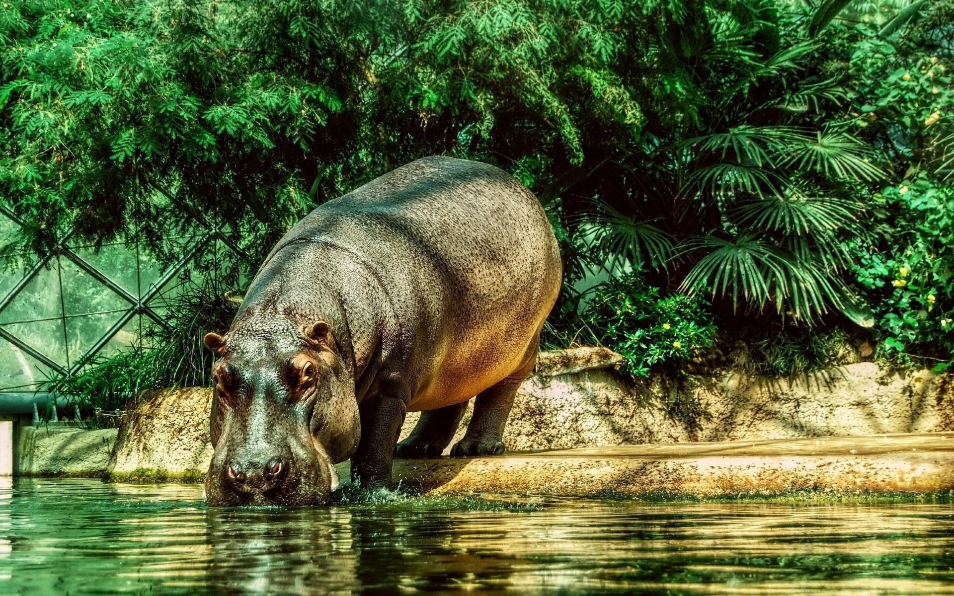 animals nature water wild tropical wildlife river park animal jungle wood grass tree big