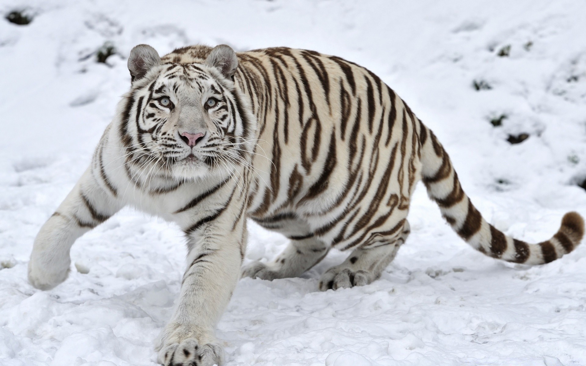 animals wildlife animal nature wild mammal zoo cat predator tiger stripe big fur winter hunter