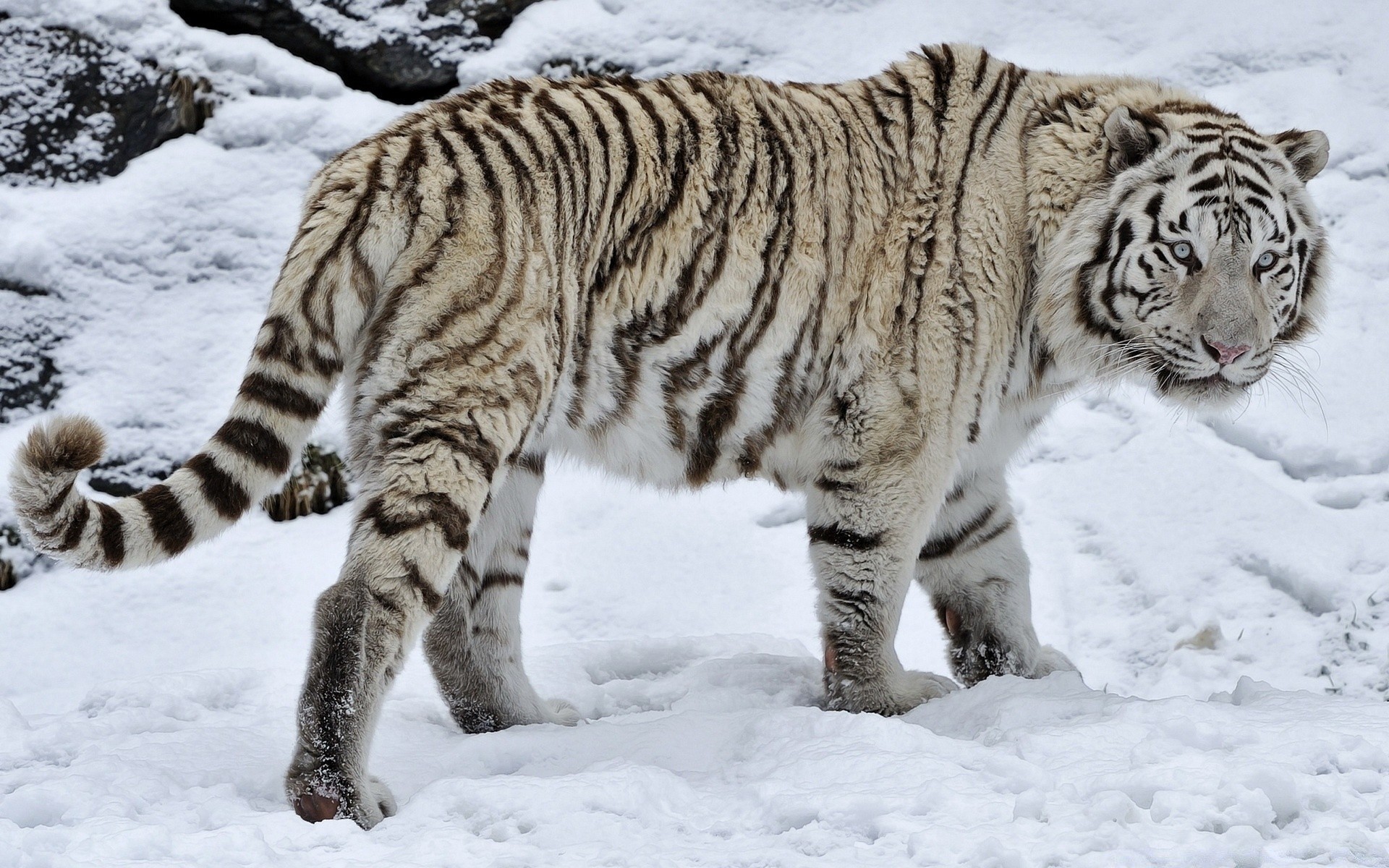 animaux faune mammifère animal chat nature sauvage neige hiver prédateur tigre fourrure grand zoo bande mangeur de viande chasseur danger portrait