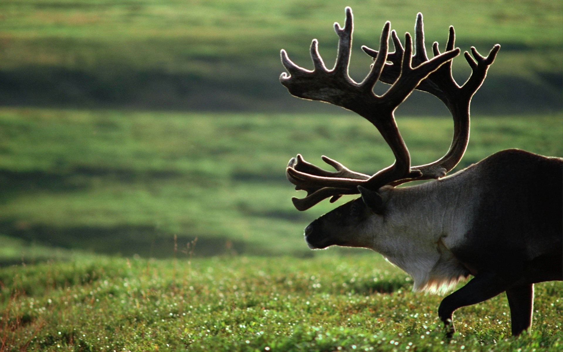 animaux cerf herbe mammifère faune panthère animal enterrement de vie de garçon champ foin nature elk à l extérieur