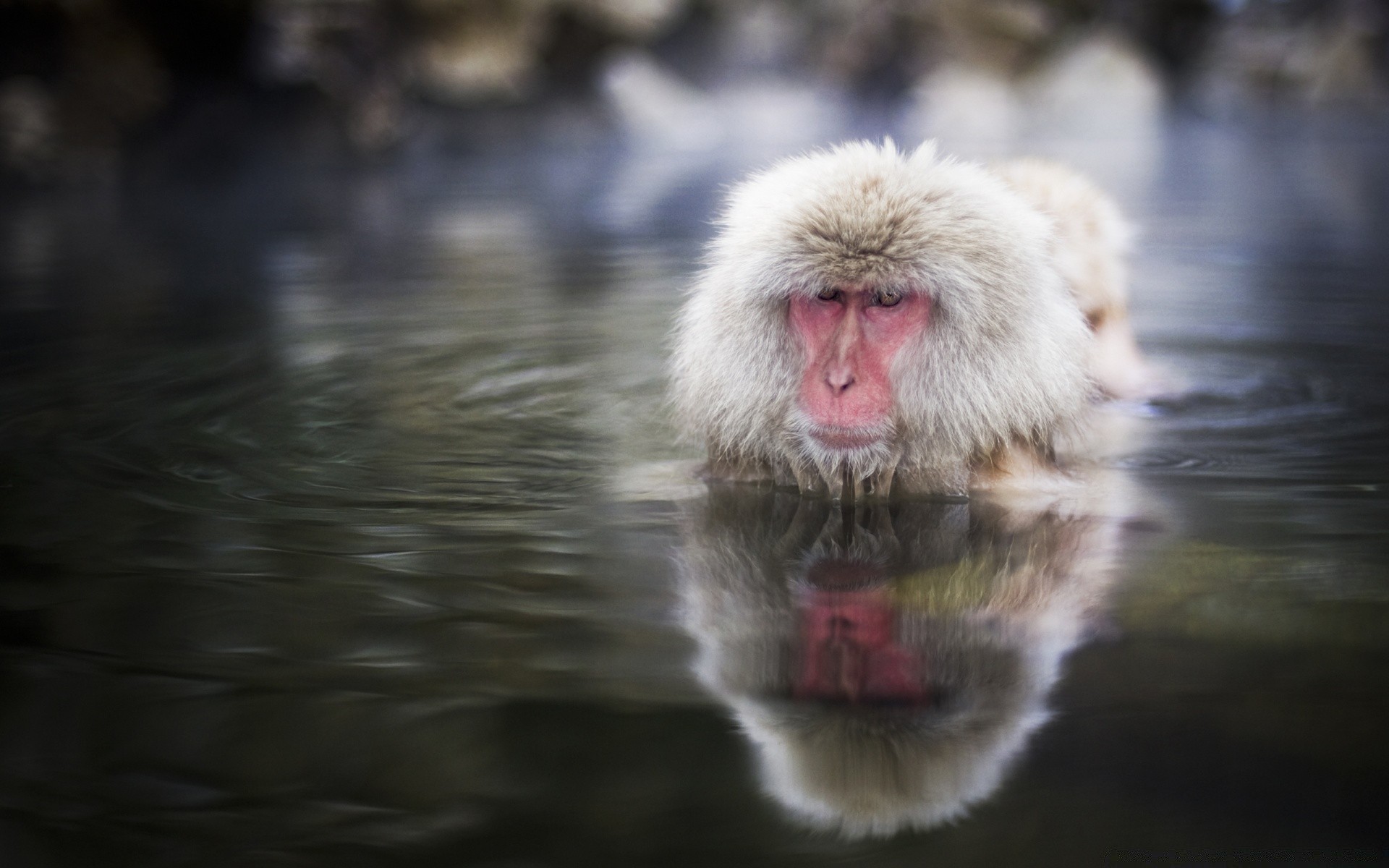 animales vida silvestre mamífero naturaleza agua retrato zoológico animal