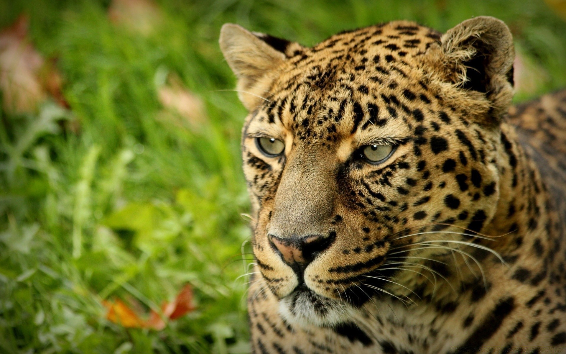 animales vida silvestre gato depredador leopardo mamífero carnívoro animal salvaje cazador naturaleza zoológico piel safari ojo grande selva