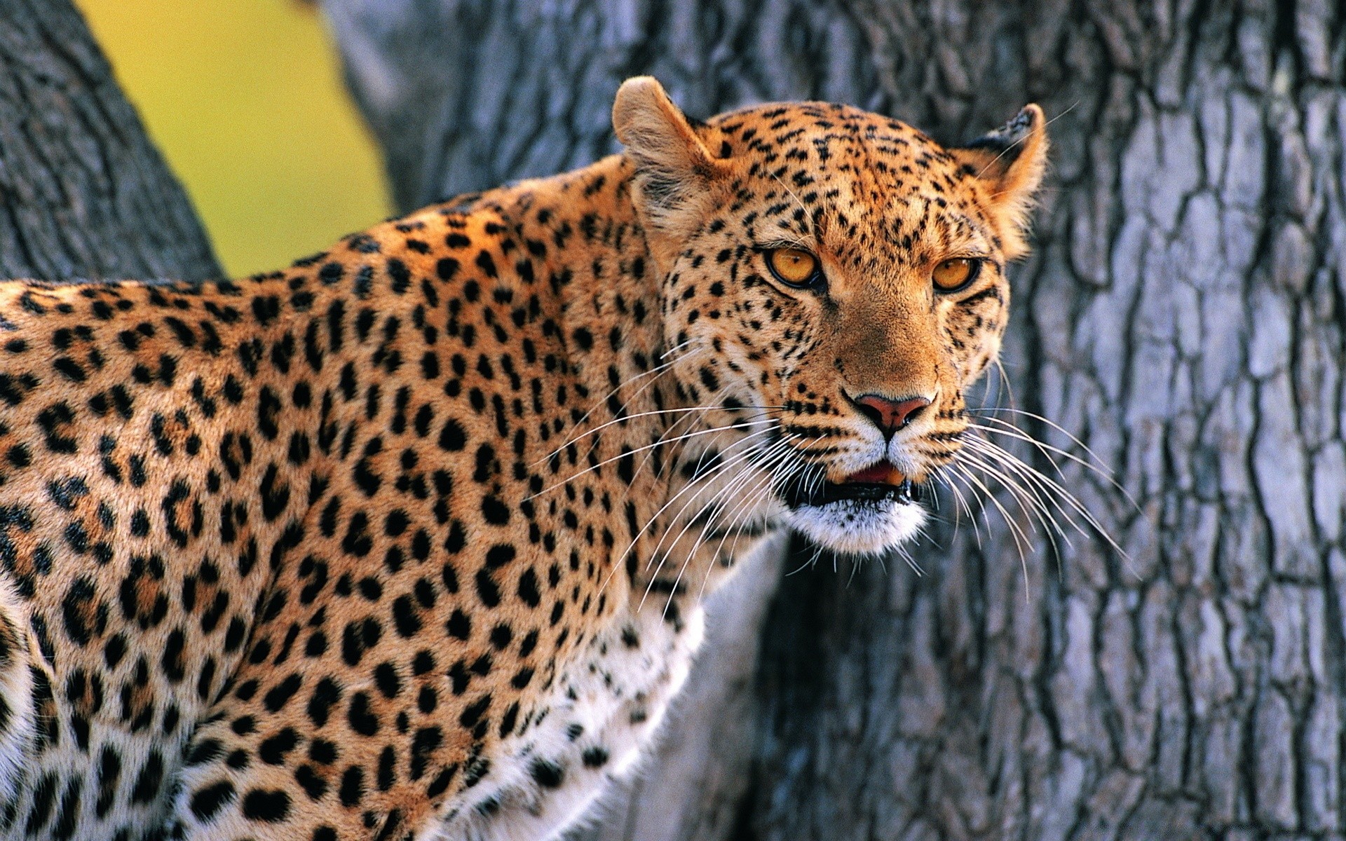 animaux chat faune mammifère léopard prédateur chasseur mangeur de viande nature safari zoo animal sauvage danger fourrure grand