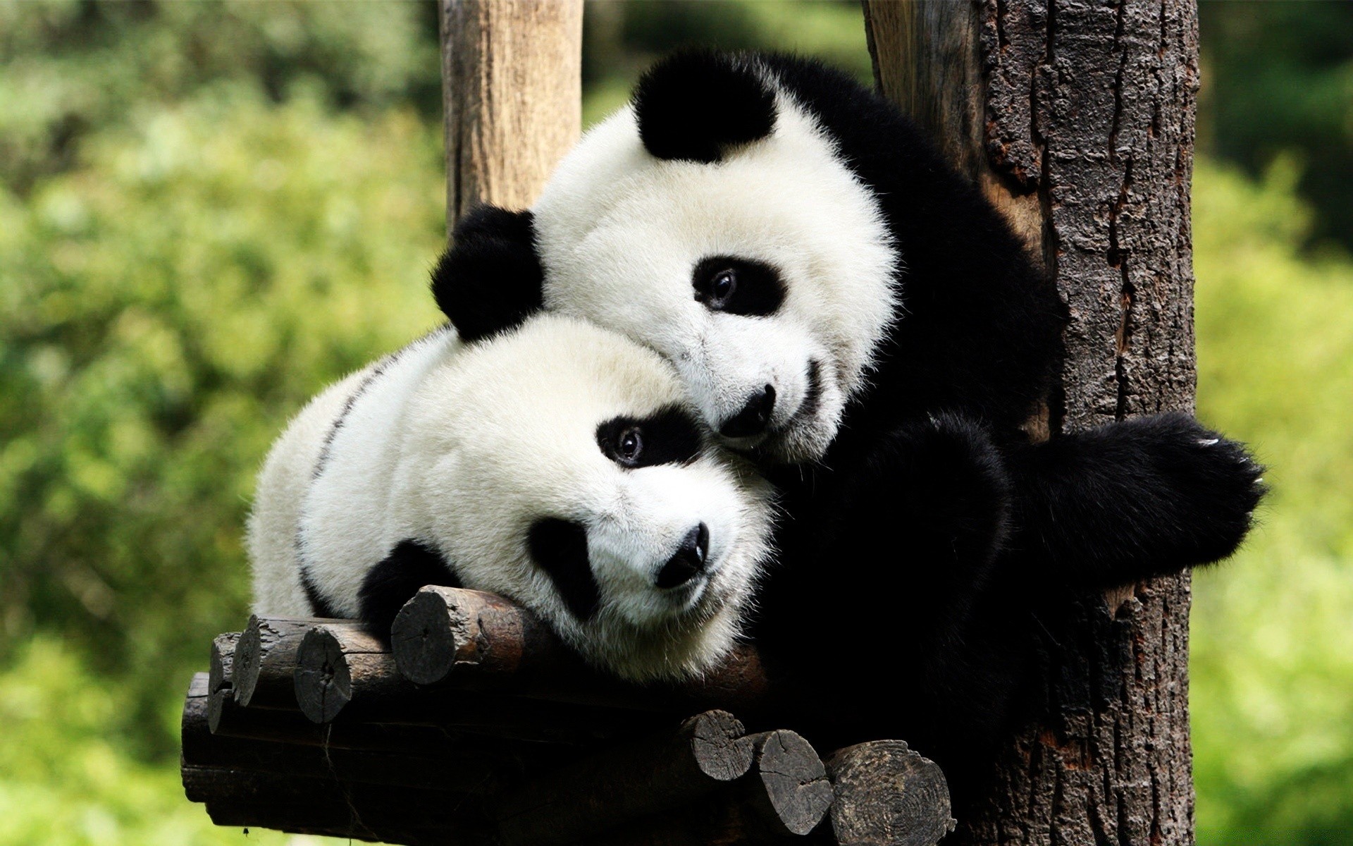 animaux mammifère la faune bois nature animal sauvage mignon zoo fourrure panda à l extérieur bois