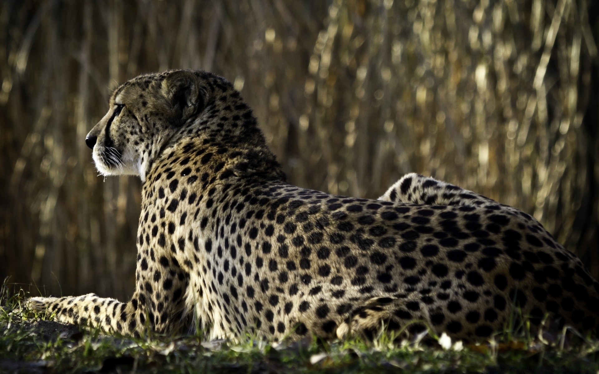 tiere katze tierwelt säugetier leopard raubtier wild natur jäger fleischesser tier safari gepard zoo groß gefahr große katze im freien porträt