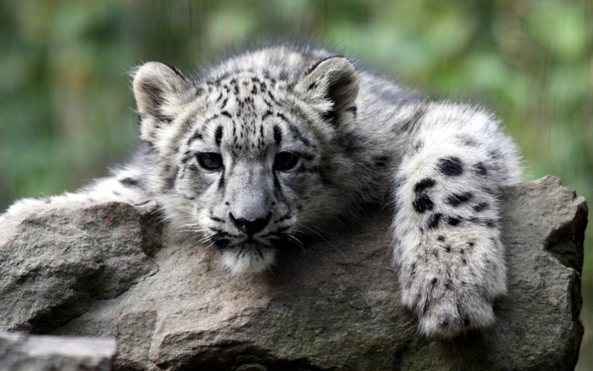 animaux la faune mammifère sauvage chat animal nature prédateur mangeur de viande zoo fourrure grand à l extérieur chasseur safari en voie de disparition portrait