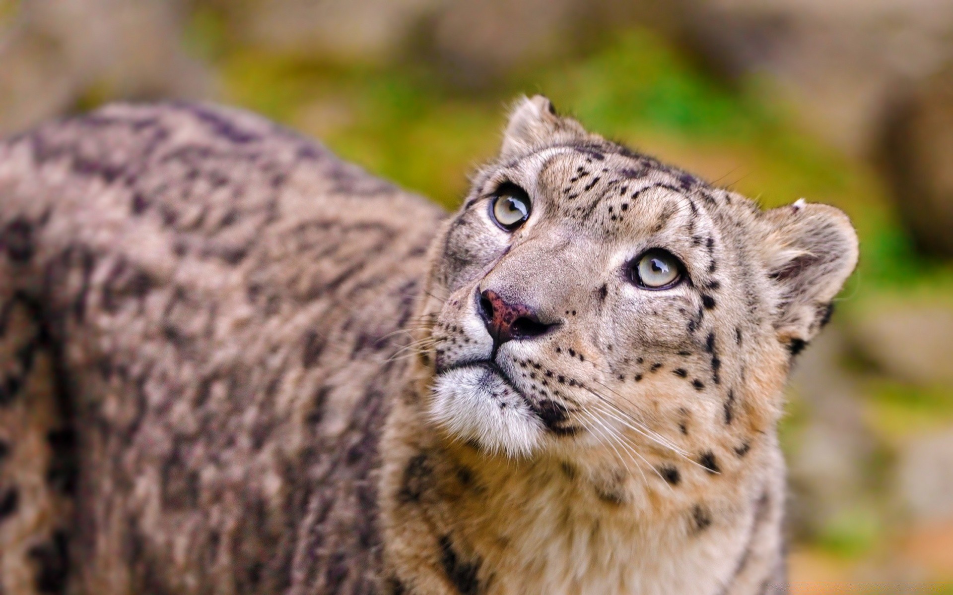 animales vida silvestre animal mamífero salvaje naturaleza depredador gato carnívoro zoológico cazador piel safari grande retrato ojo