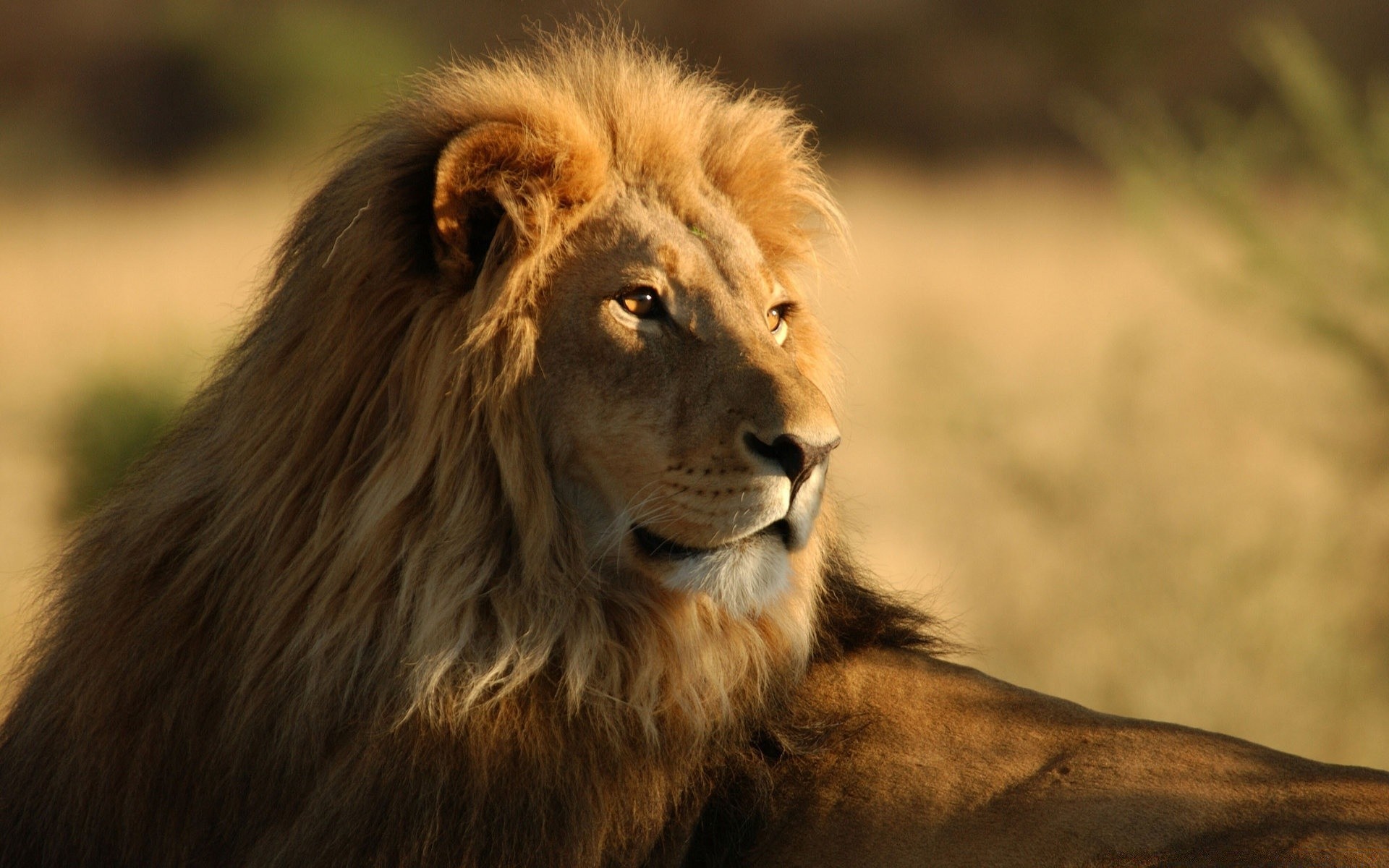 animaux lion faune chat mammifère portrait animal safari mane sauvage zoo nature prédateur fourrure