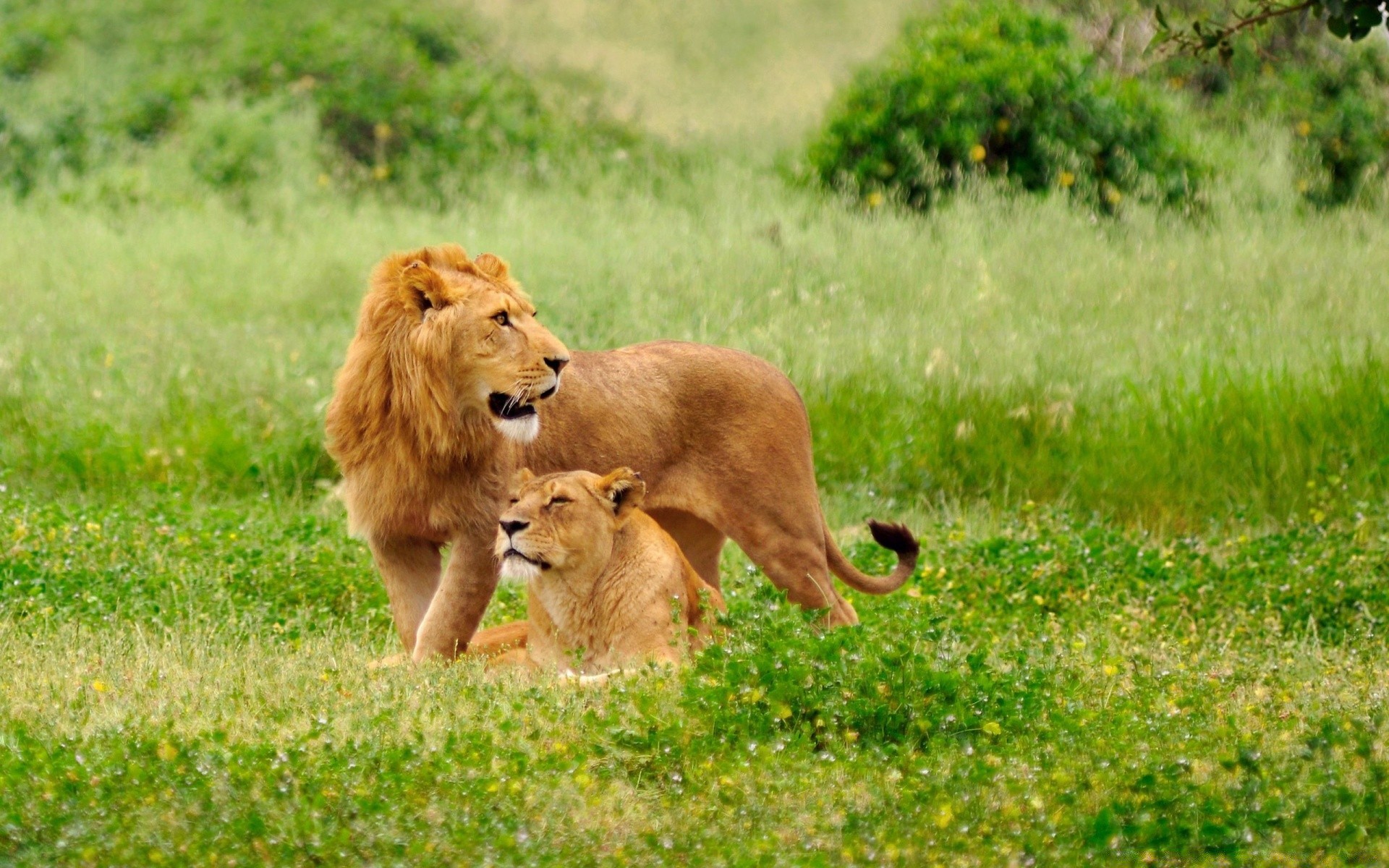 animali mammifero erba animale fauna selvatica natura selvaggio leone pelliccia gatto campo carino parco predatore