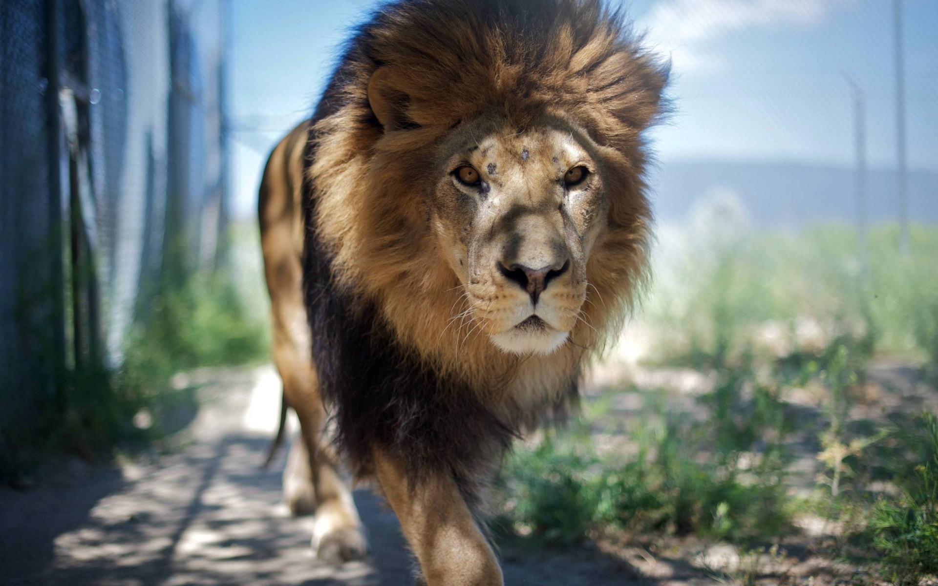 animales mamífero vida silvestre animal gato naturaleza león salvaje retrato pelaje al aire libre depredador