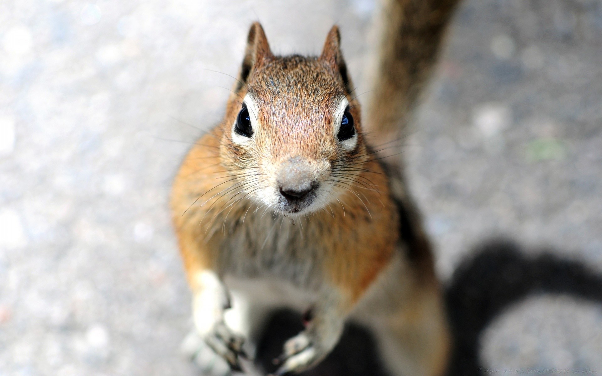 animais esquilo roedor vida selvagem mamífero fofa pequeno natureza animal ver