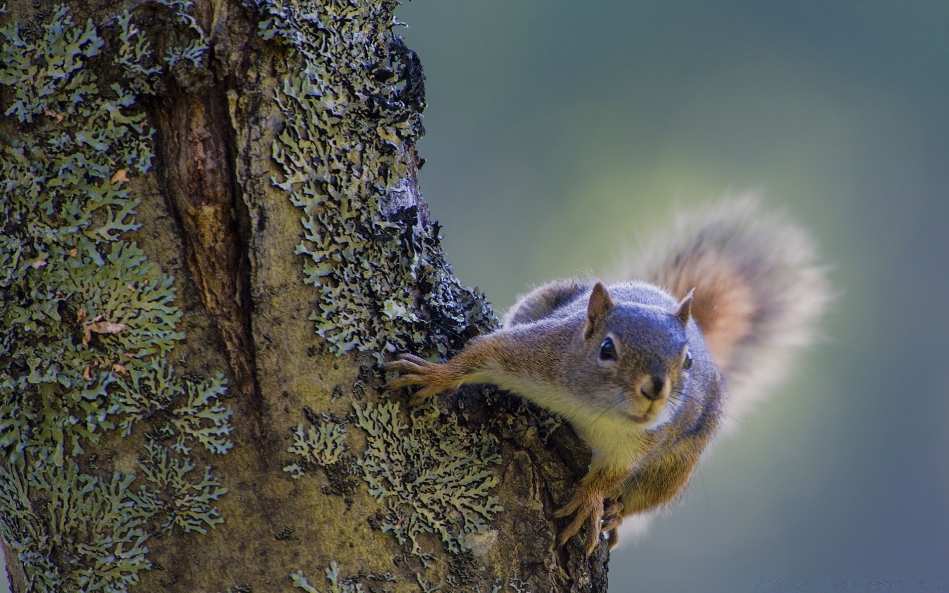 animals nature wildlife tree outdoors squirrel wood mammal rodent animal